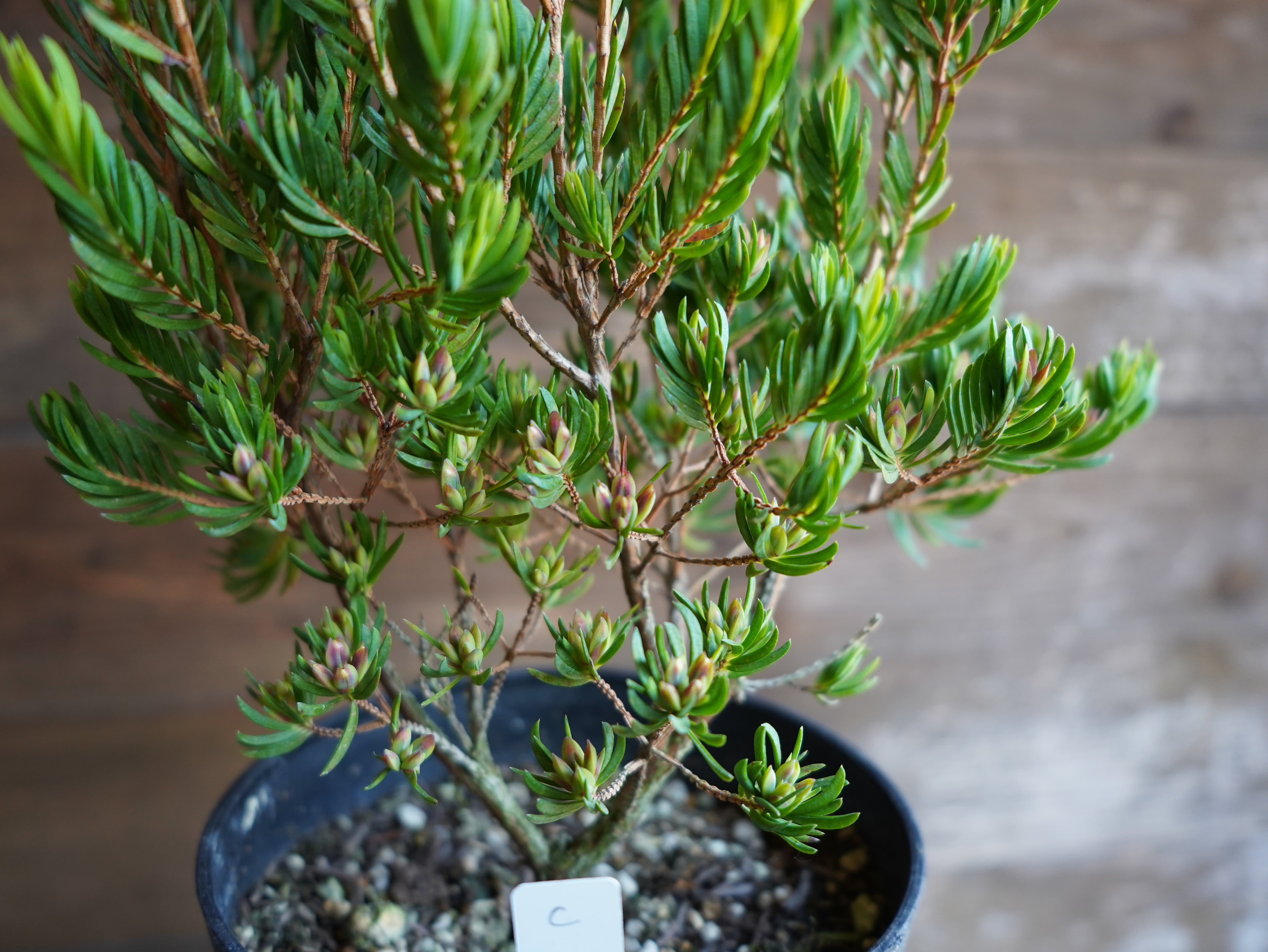 【現物】ダーウィニア ”プロセラ” C