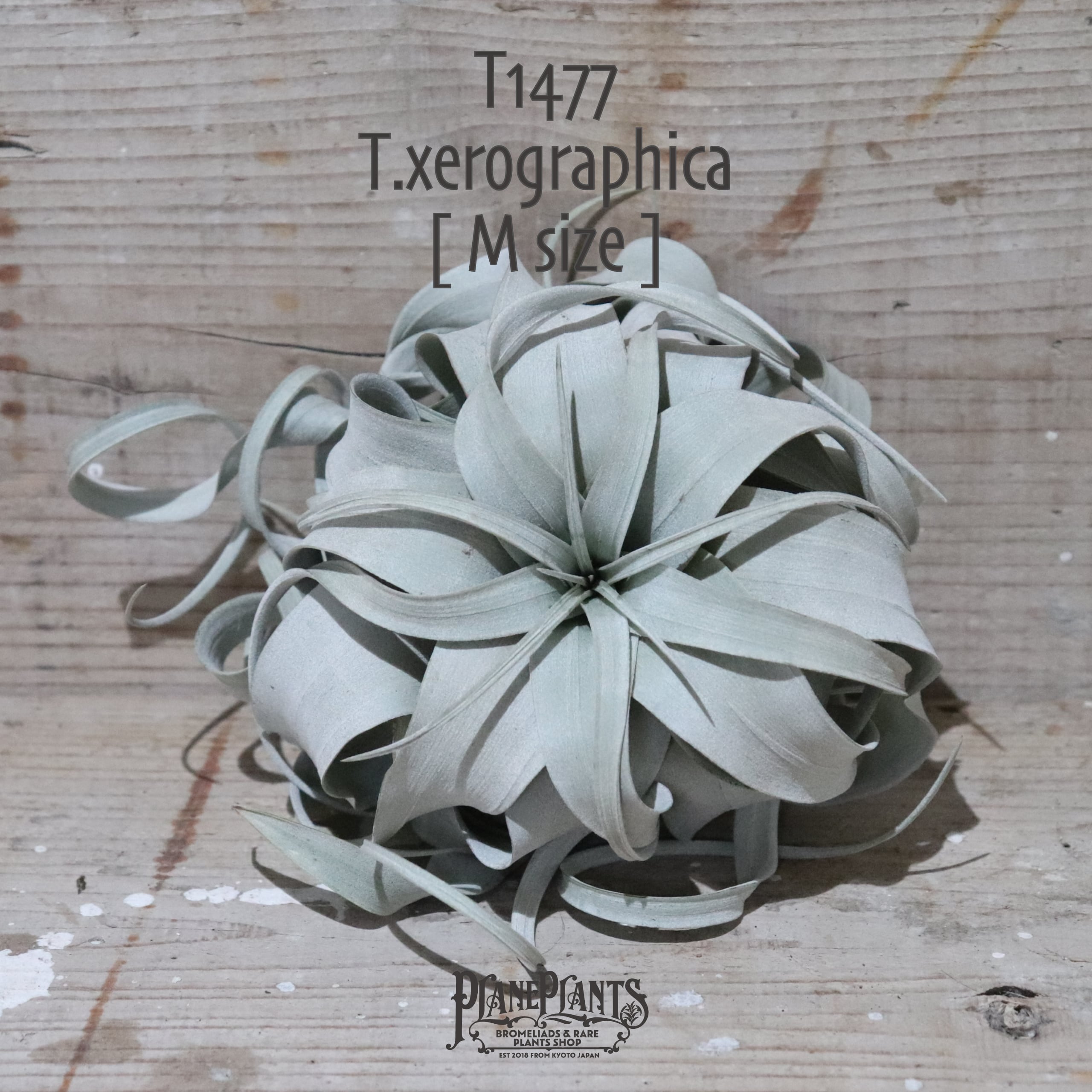 【送料無料】xerographica M〔エアプランツ〕現品発送T1477