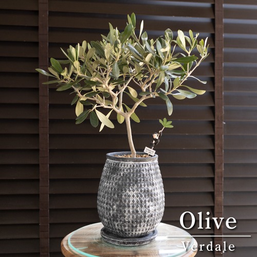 Olive オリーブの木 Verdale 5号 陶器鉢 バーデル オリーブ トピアリー 0413