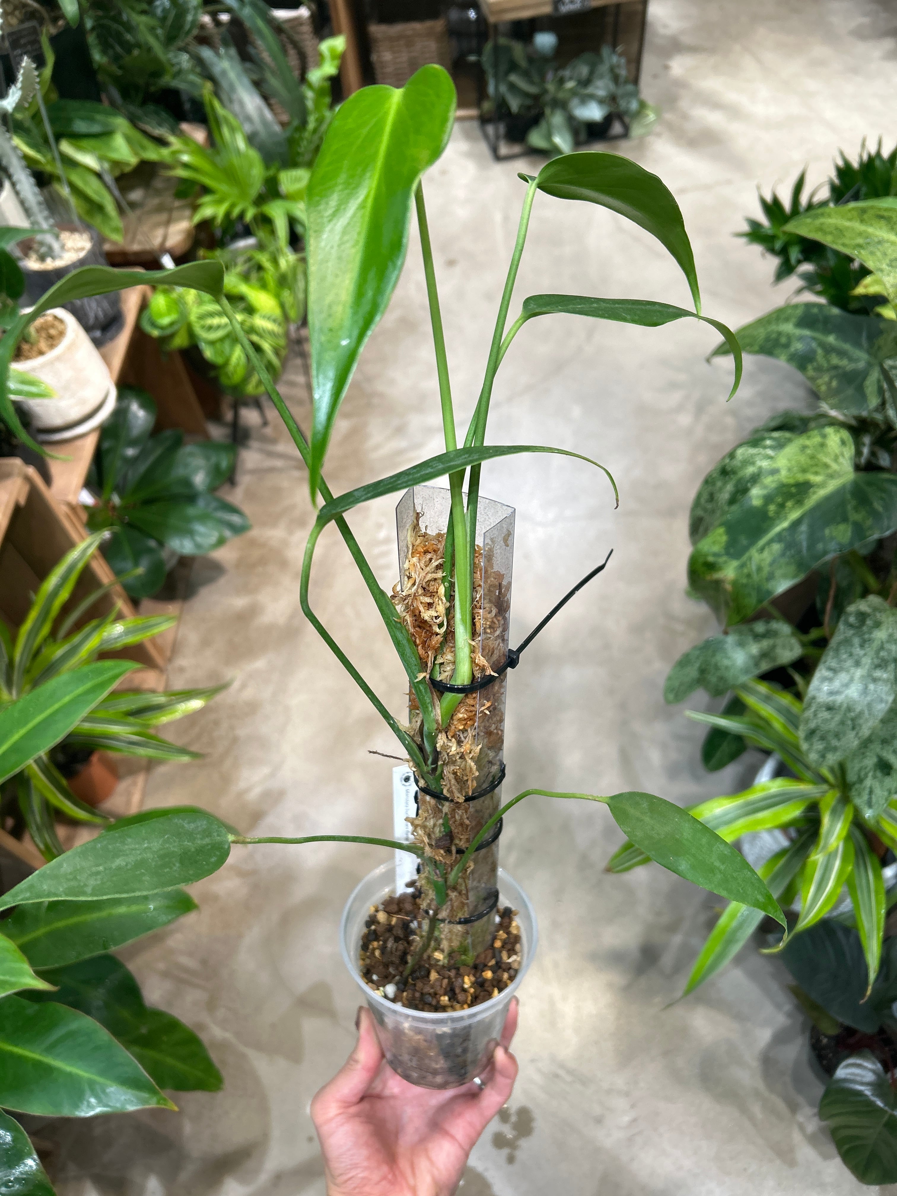 C モンステラ バールマルクスフレーム | MIDORIYA 観葉植物専門店