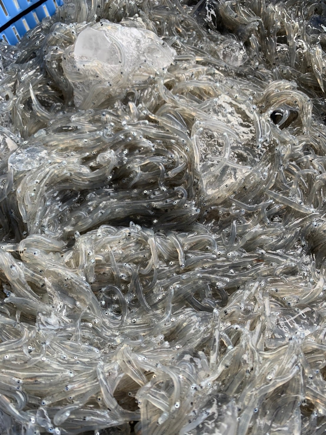 [送料込！] ヤママル全部盛り海鮮丼ギフトセット