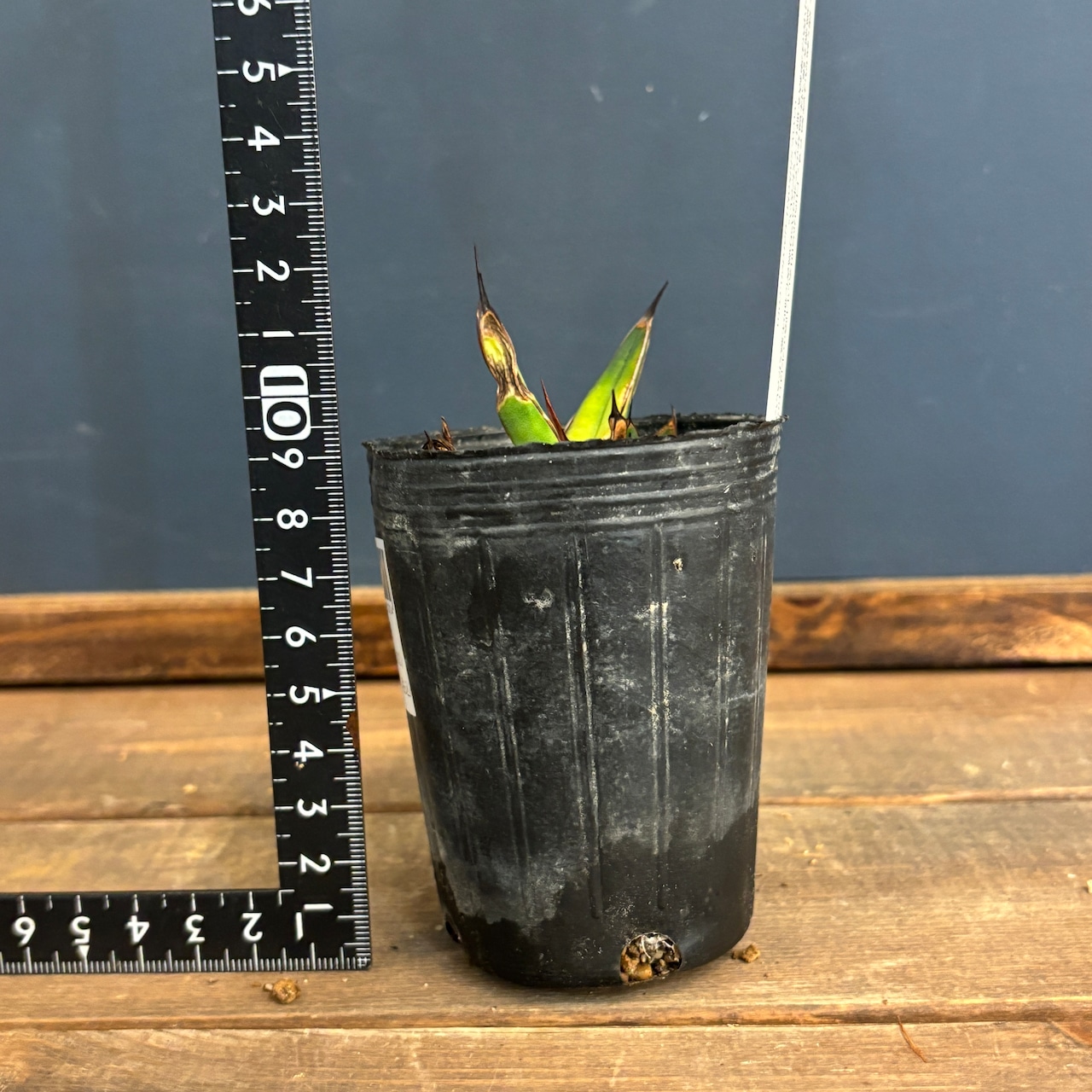 アガベ ニッケルシー 選抜メリクロン株【144】