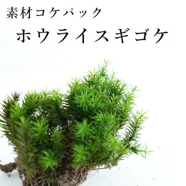 ホウライスギゴケ　苔テラリウム作製用素材苔