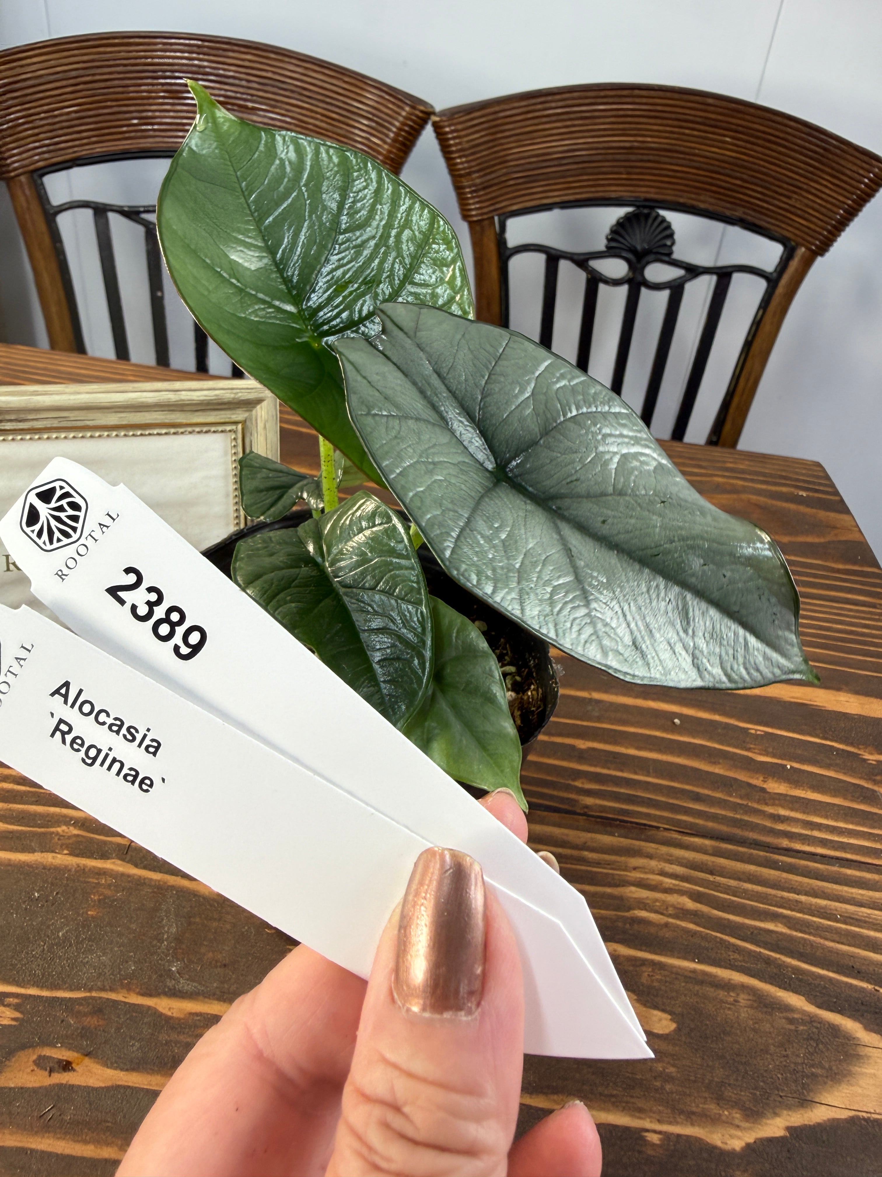 ★2389【葉裏のエッジ】アロカシア レギネ(4号ポット)