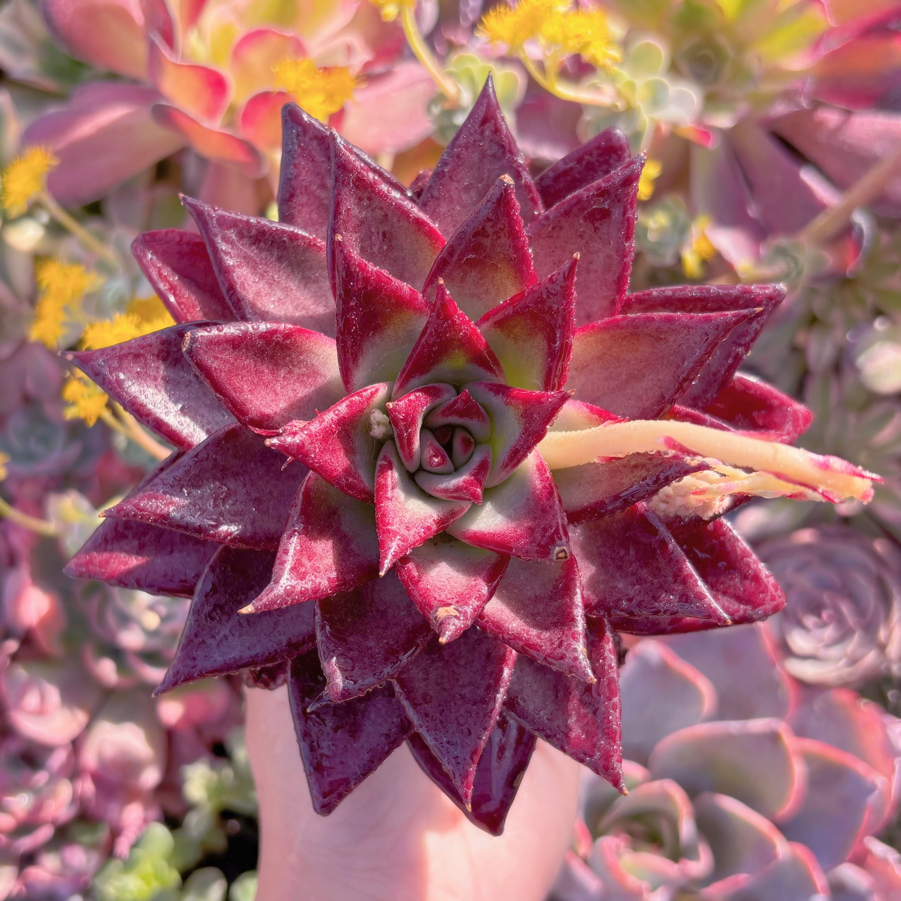 現品　ロメオルビン#M233　超美苗　るる農園