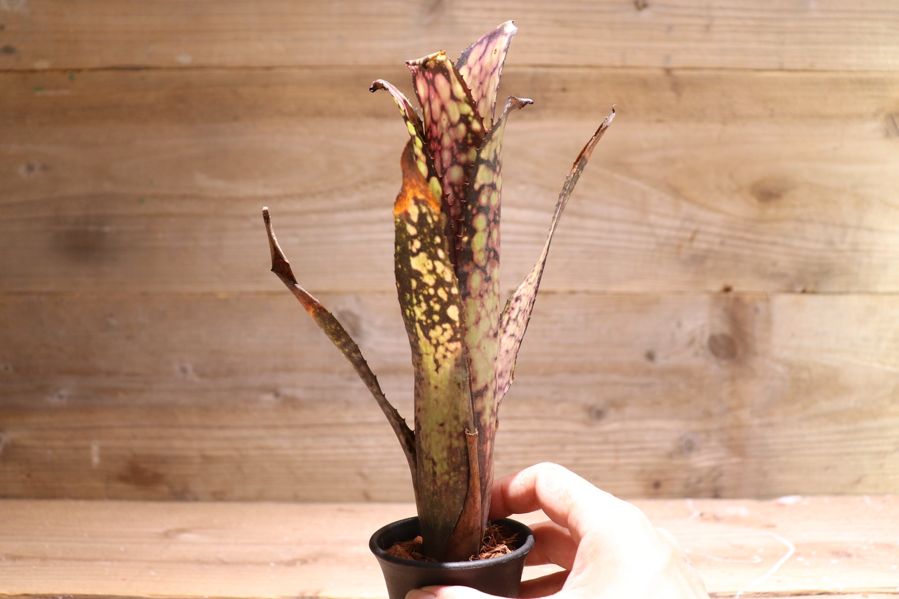 17f953c6368359ada42354c47695f9