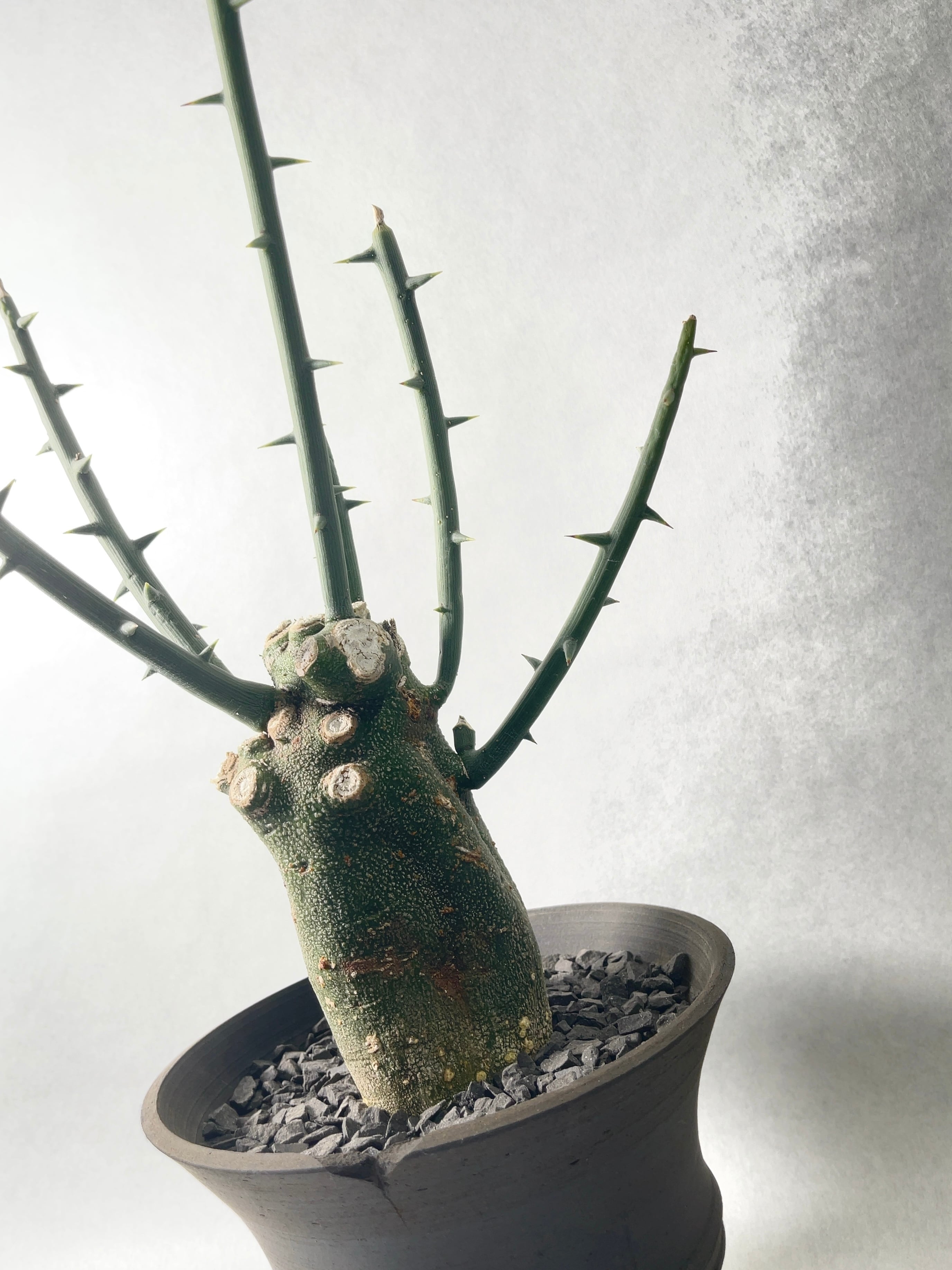 アデニア グロボーサ　超特大　枝数多め アデニア グロボーサ 超特大 枝数多め ※発根済み アデニア グロボーサ