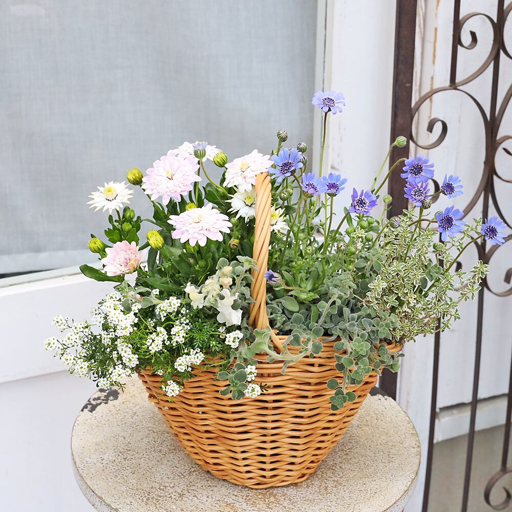 季節の花 寄せ植え おまかせ マウント バスケット ナチュラル おしゃれ