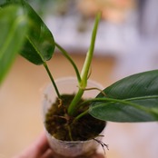 フィロデンドロン パトリシアエ / Philodendron patriciae / 観葉植物