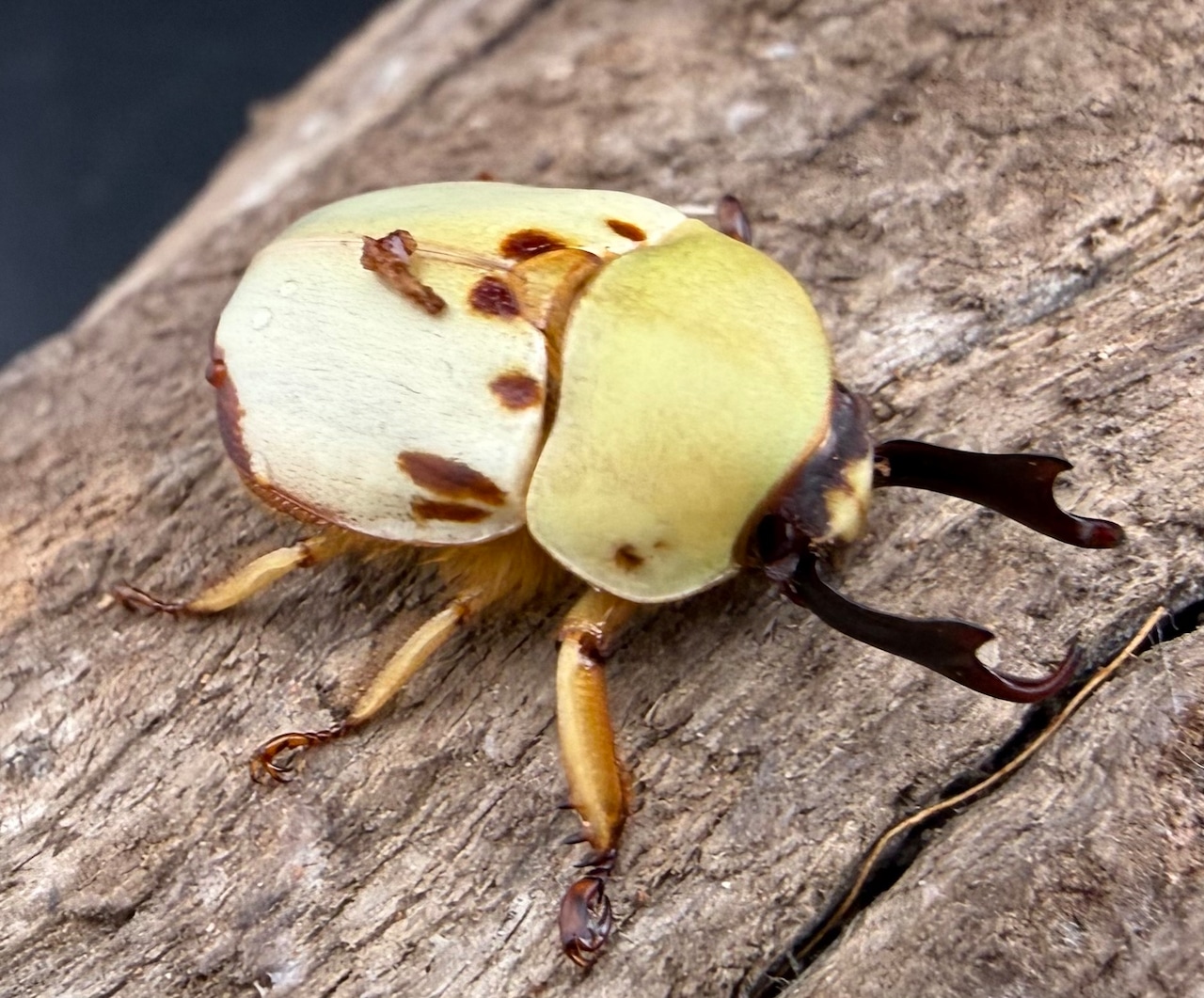 《カツラクワガタコガネ 20.5mm ペア》