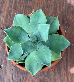 多肉植物　アガベ・吉祥冠（Agave ）12