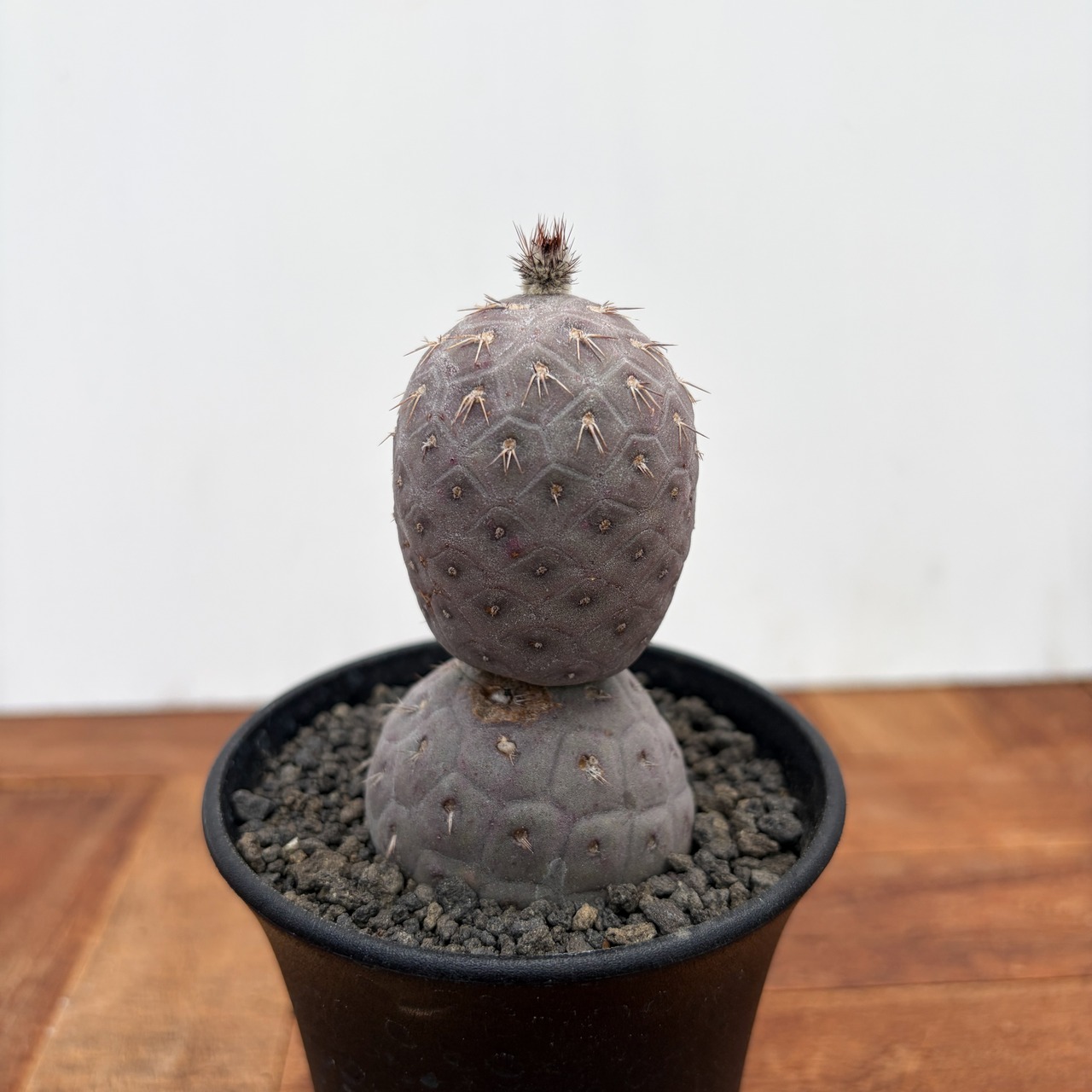 Tephrocactus geometricus【テフロカクタス・ゲオメトリクス】