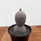 Tephrocactus geometricus【テフロカクタス・ゲオメトリクス】