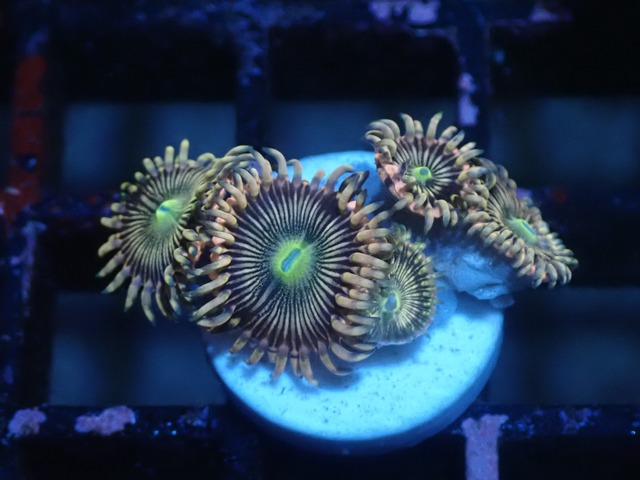 JakartaZoa Pink 3