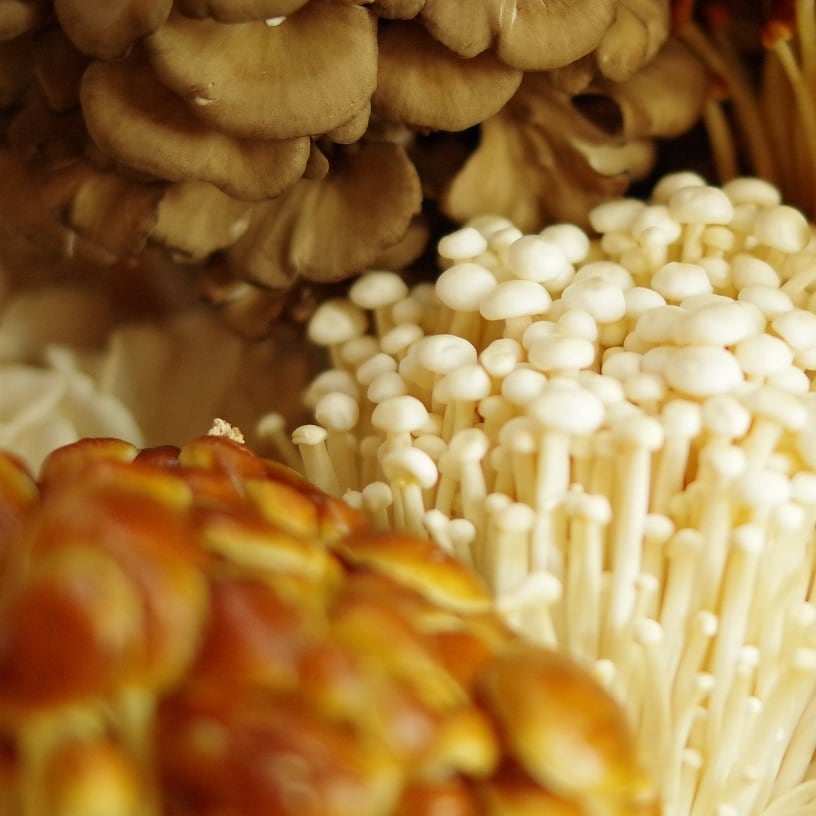 信州森のきのこ工房 長野県産 きのこ三昧セット | 大將青果