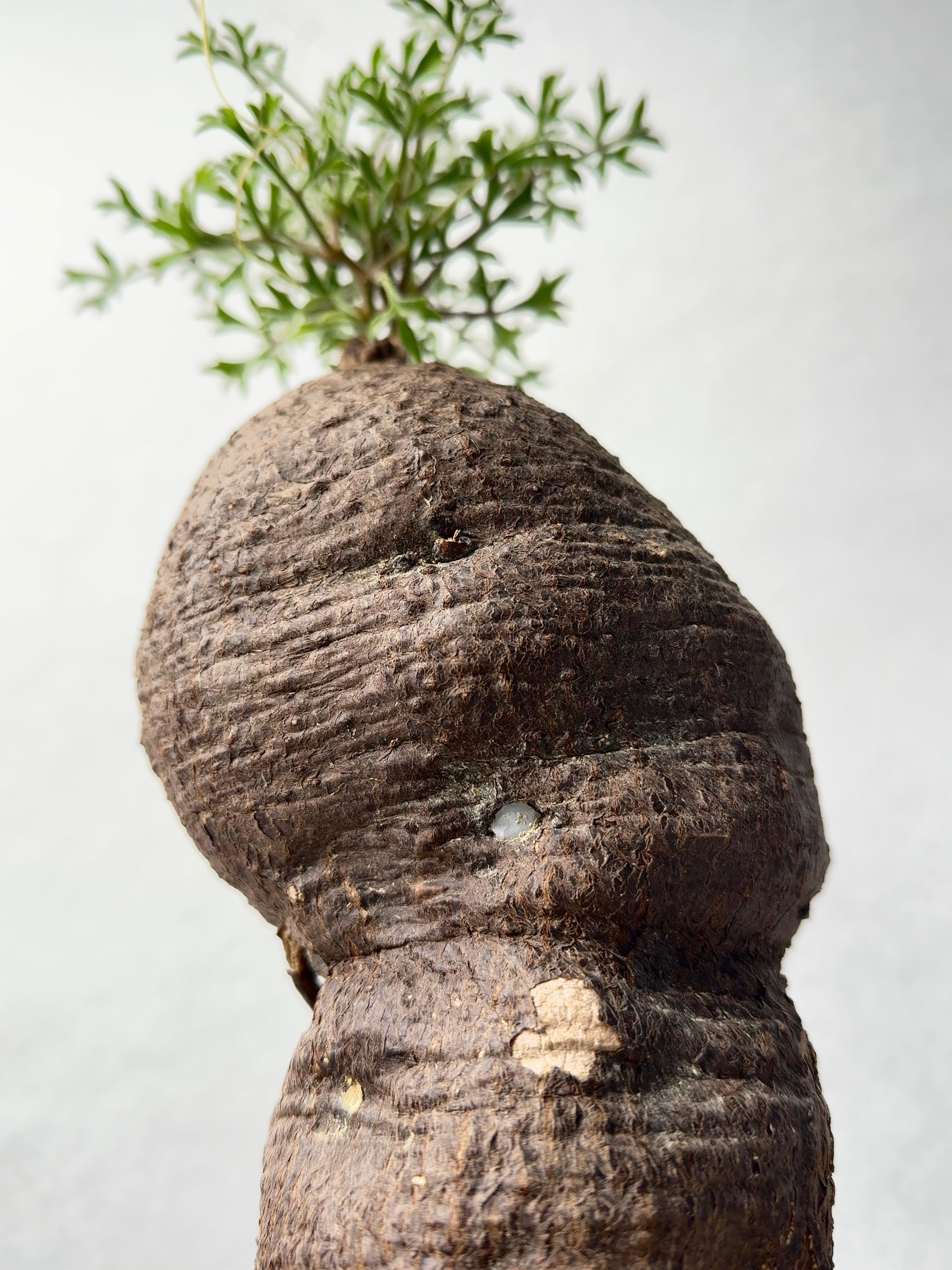 キフォステンマ モンタグナッキー 塊根植物 キフォステンマ・モンタグナッキー | trigger