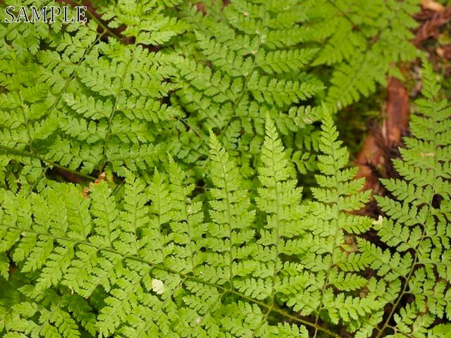 高野山　シダ類