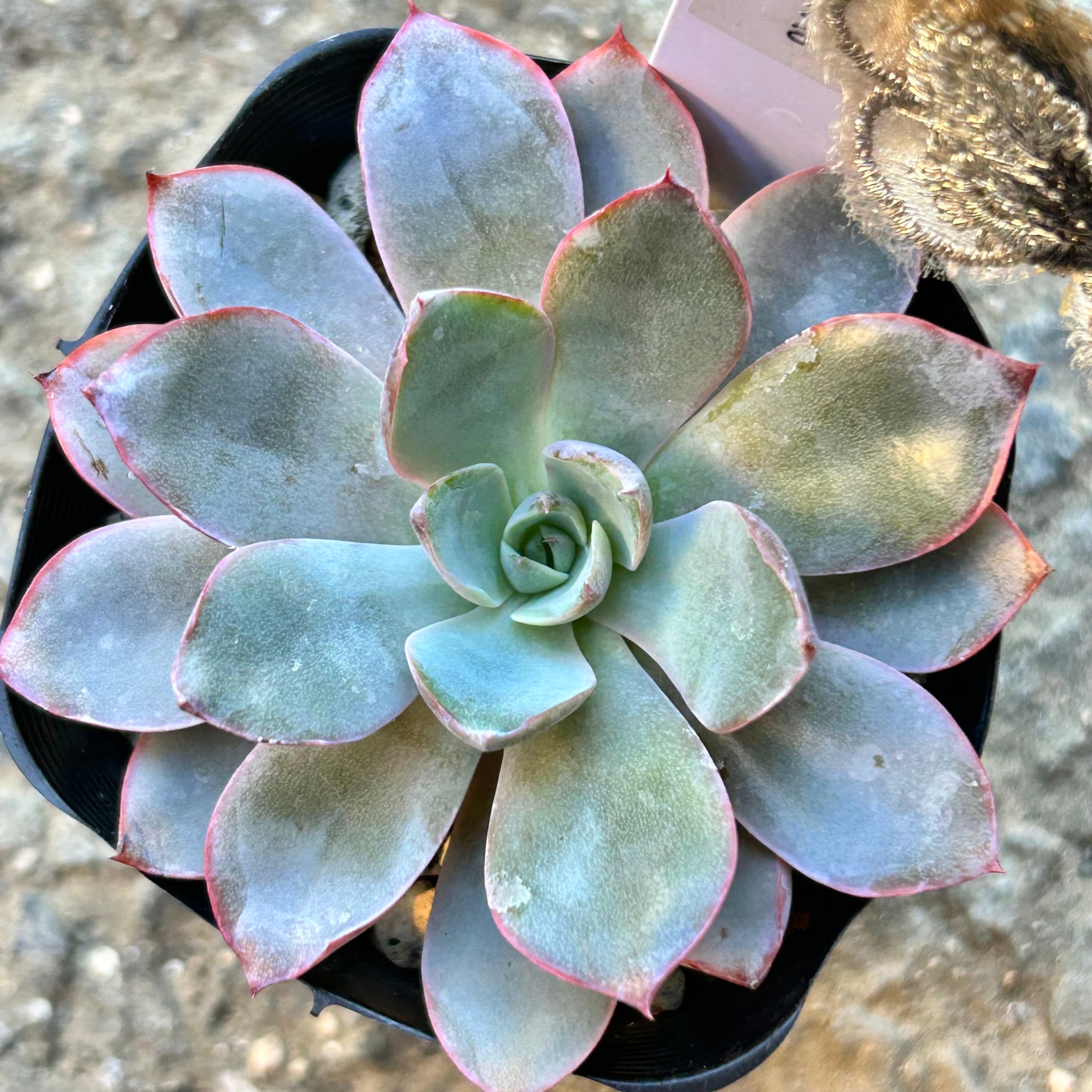 ヘラ | RuPo 多肉植物専門店