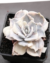 抜き苗 ローラ錦 崩れ斑(リラシナ錦) Echeveria 'Lola' Variegated Broken Form