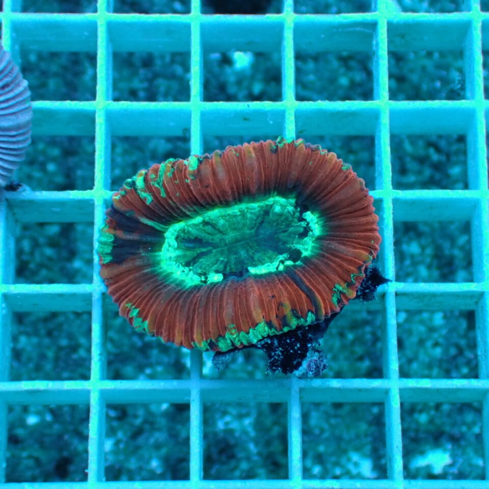 オオバナ / ブレインコーラル | HOUSE REEF(ハウスリーフ)サンゴ・海水