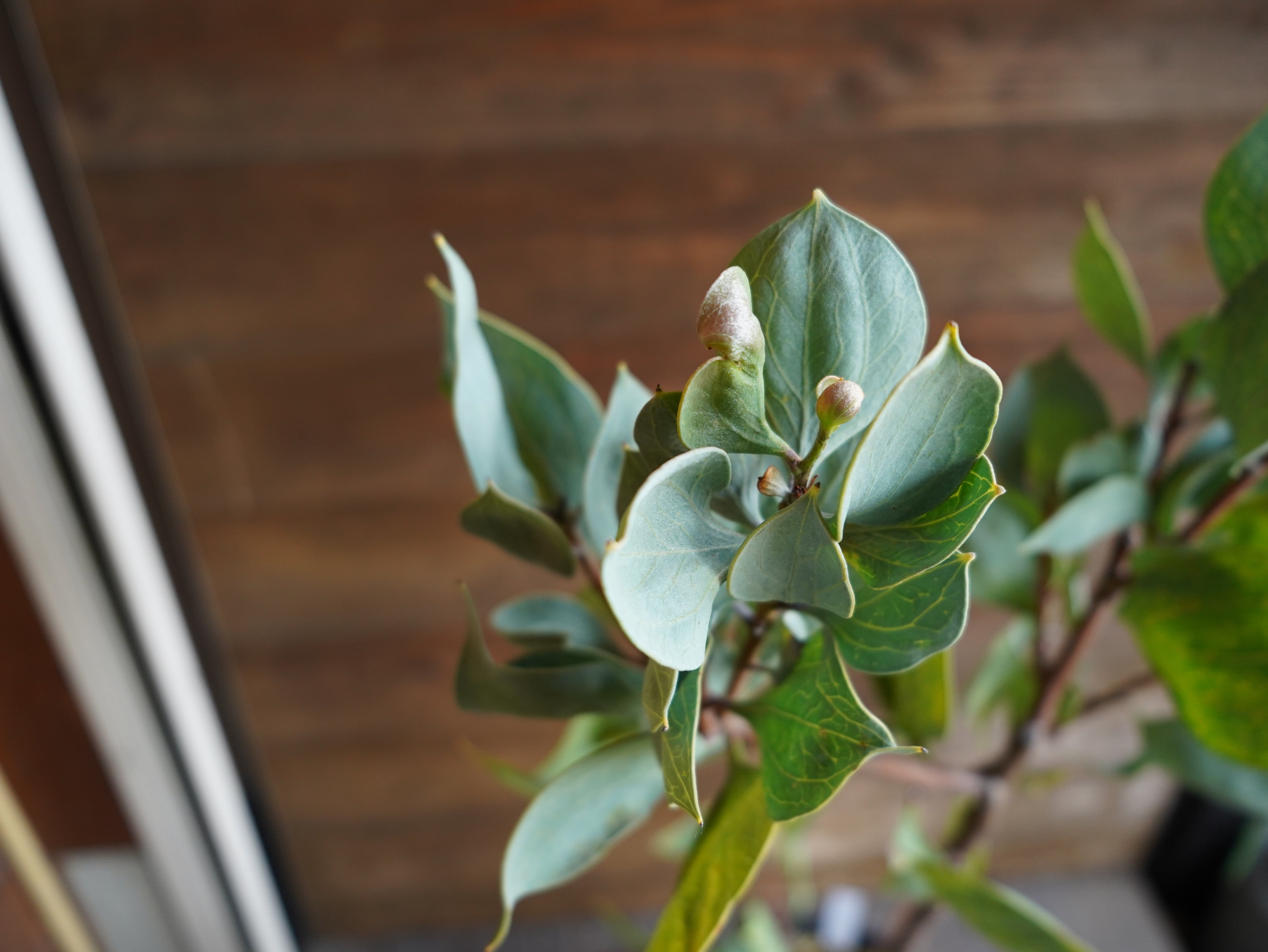 【現物】ハケア　”ペティオラリス”　A