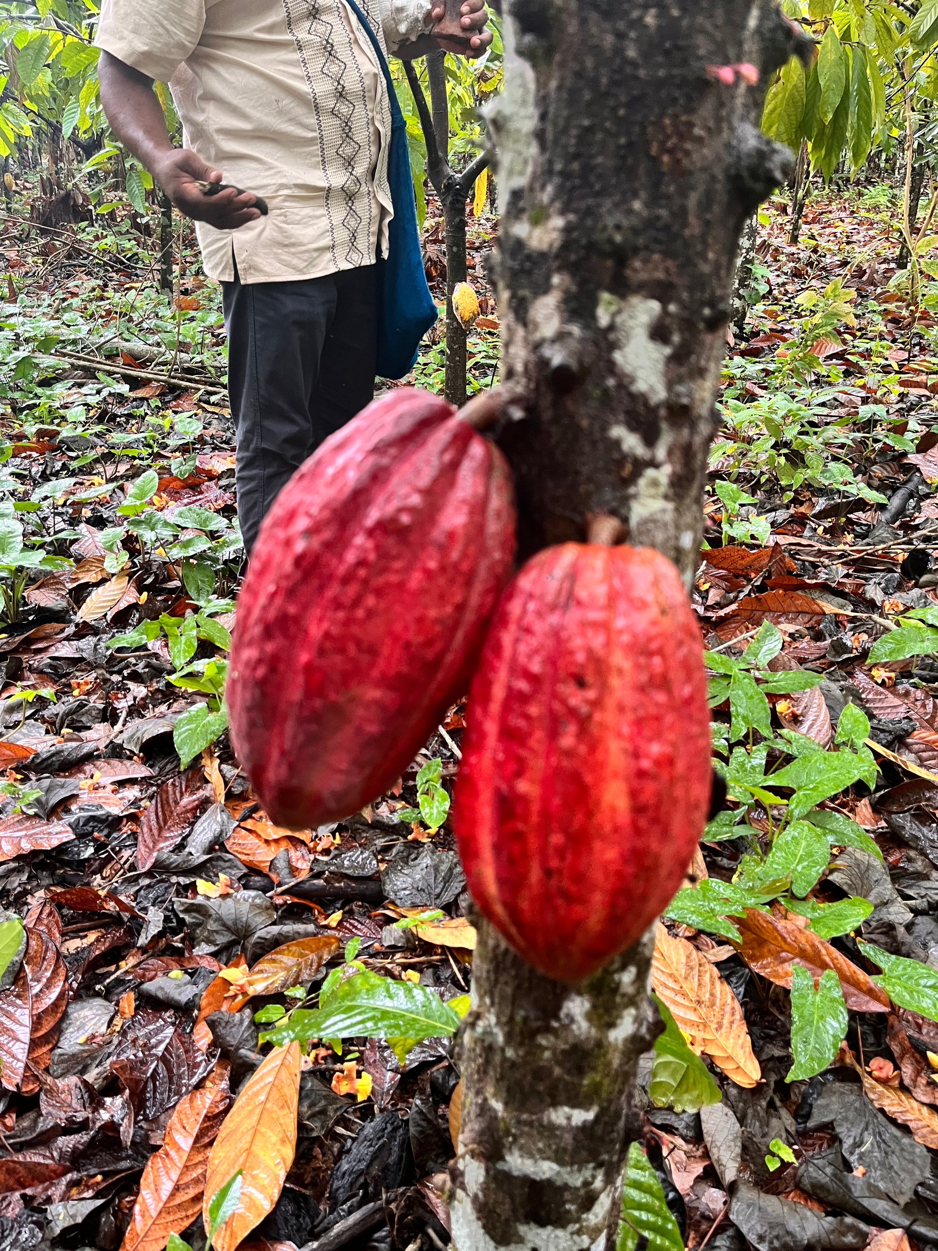 Round sacred cacao soap 「ラウンドサ Sacred Cacao ソープ」