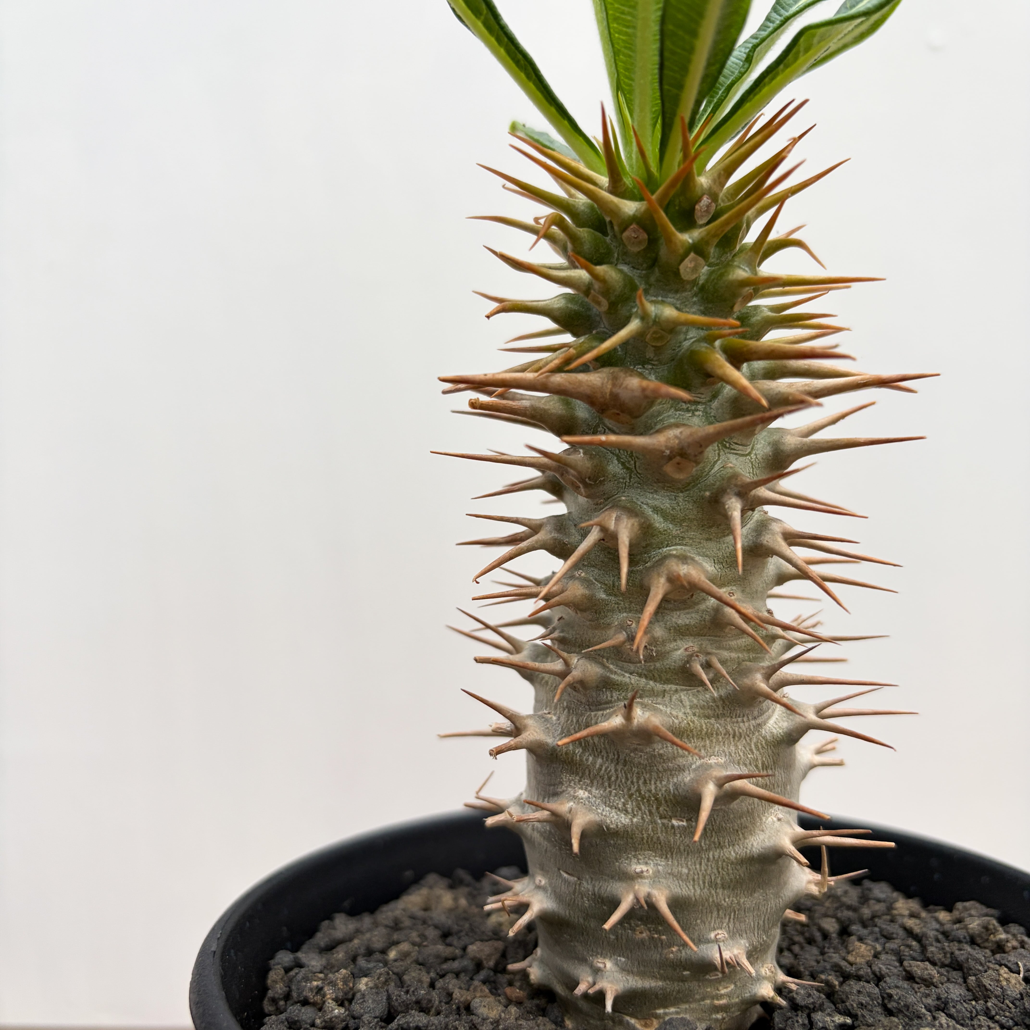 Pachypodium ambongense【パキポディウム・アンボンゲンセ・実生