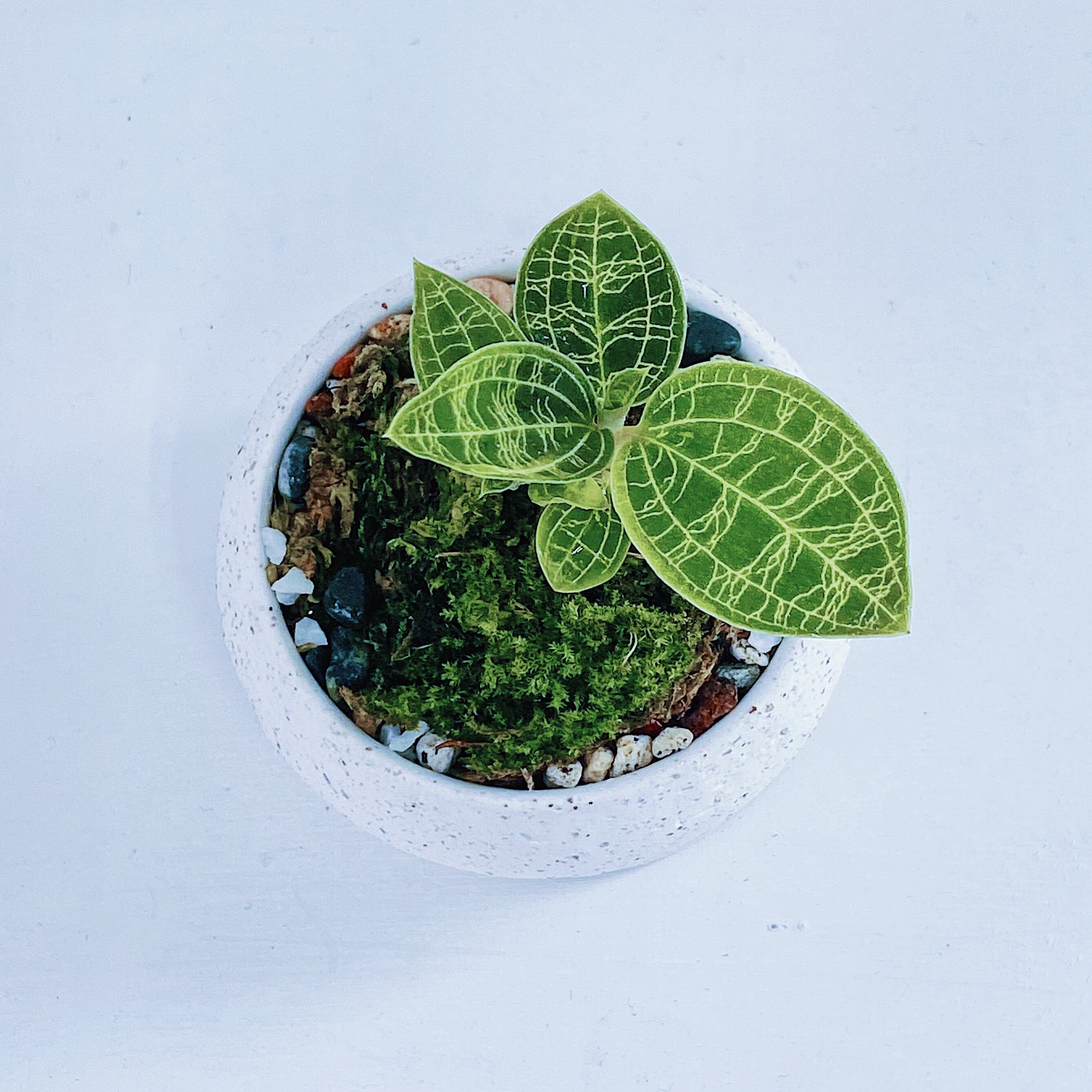 ジュエルオーキッド マコデスペトラ Jewel Orchid Macodes Petola 10 10 Stand By Green スタンドバイグリーン