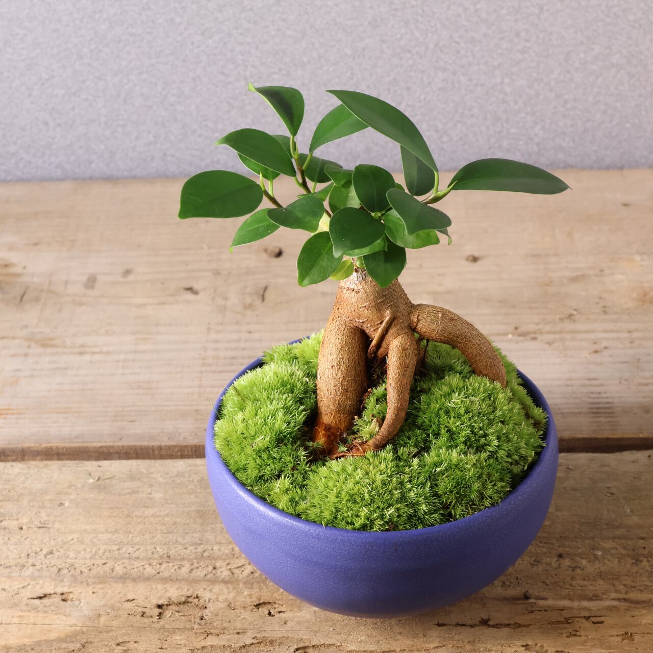 406 小さな幸せを宿す『ガジュマル 盆栽風』観葉植物 【送料無料