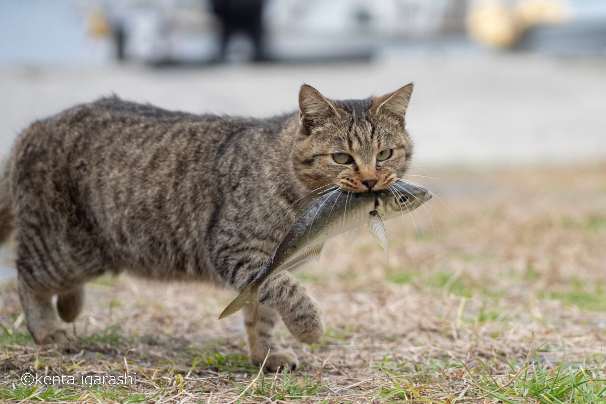 どらにゃんさま 2個目 漂っ どらにゃんさま 2個目 漂っ