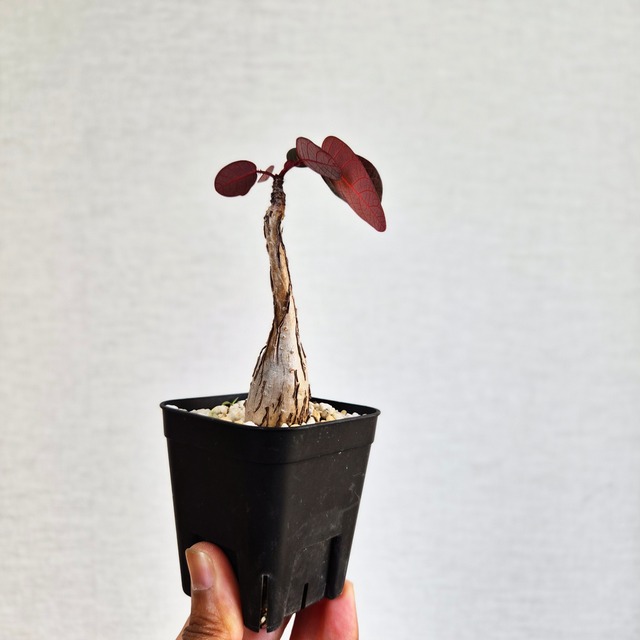 ⑫〚フィランサス・ミラビリス〛Phyllanthus Mirabilis 塊根植物 コーデックス ポット発送