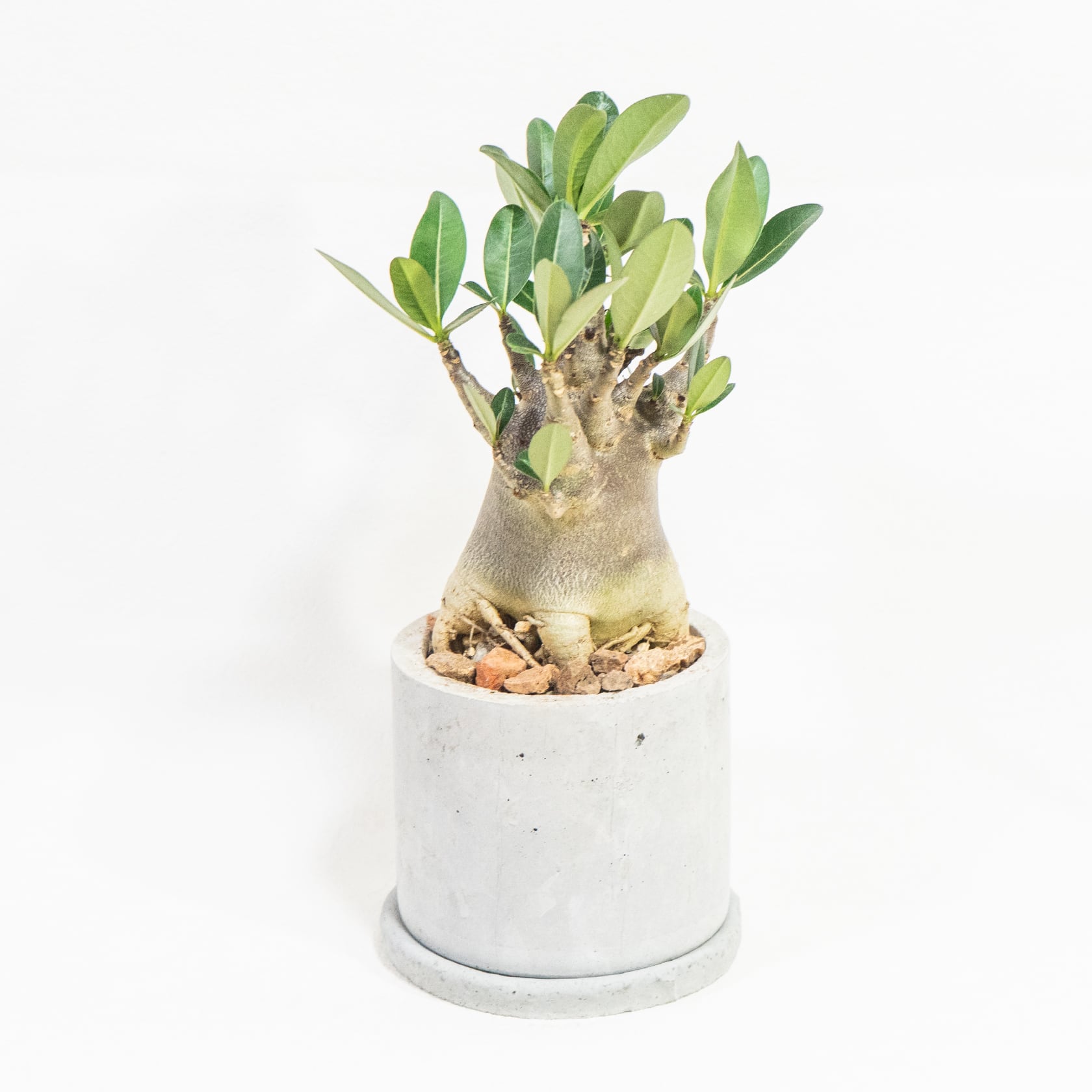 塊根植物 アデニウム・ブラック 黒肌が際立つ希少株を自作モルタル鉢に植え込みました