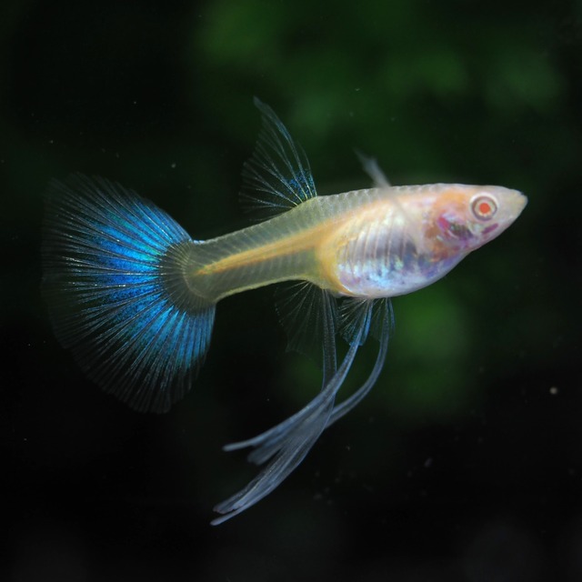 【現物】上物RREAアクアマリンレッドテールタキシードリボン　1カルテット