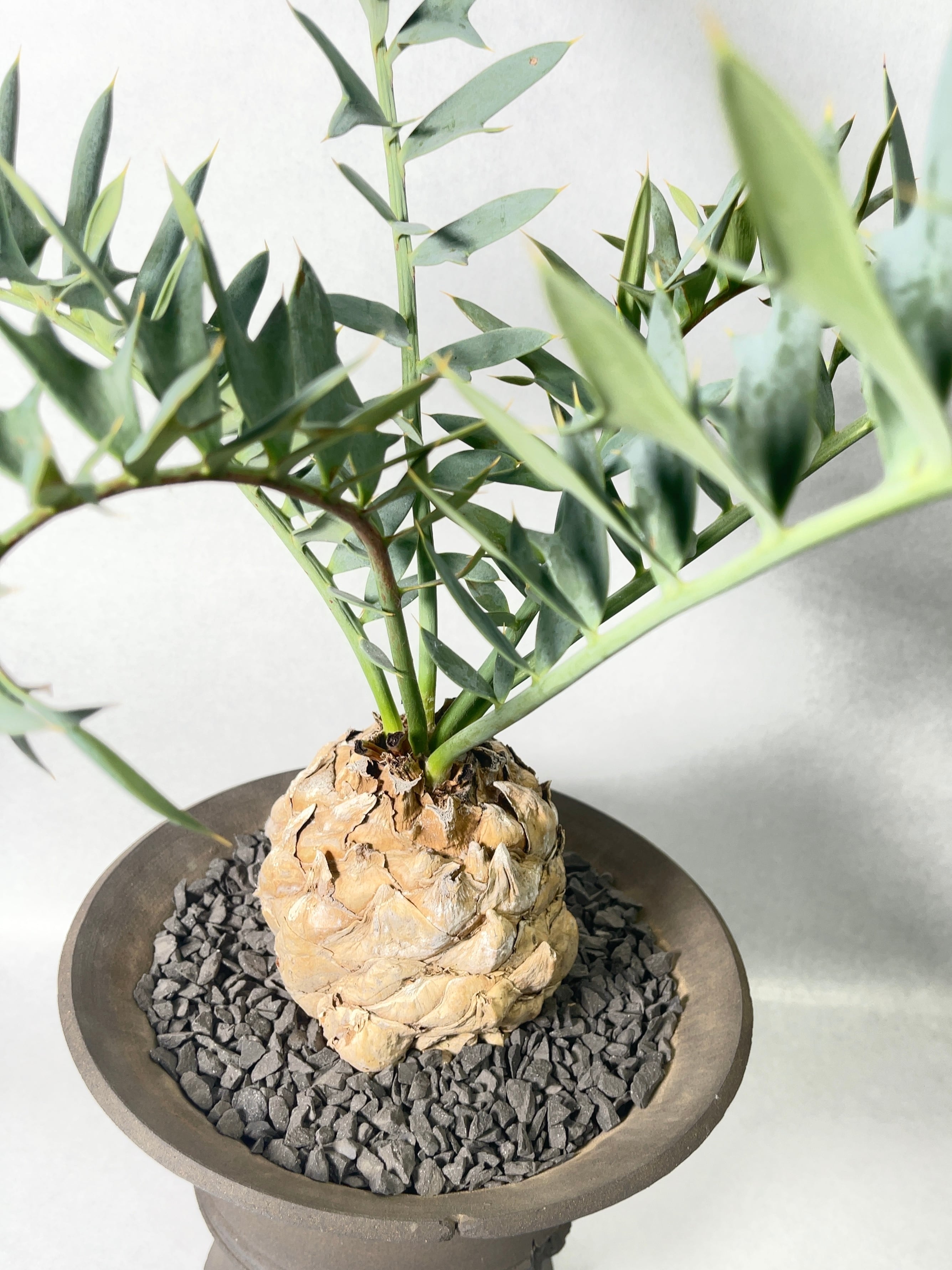 種子　2粒　エンセファルトス　ホリダス　殻付き 正規輸入種子2粒 エンセファラルトス ホリダス ドワーフ 正規