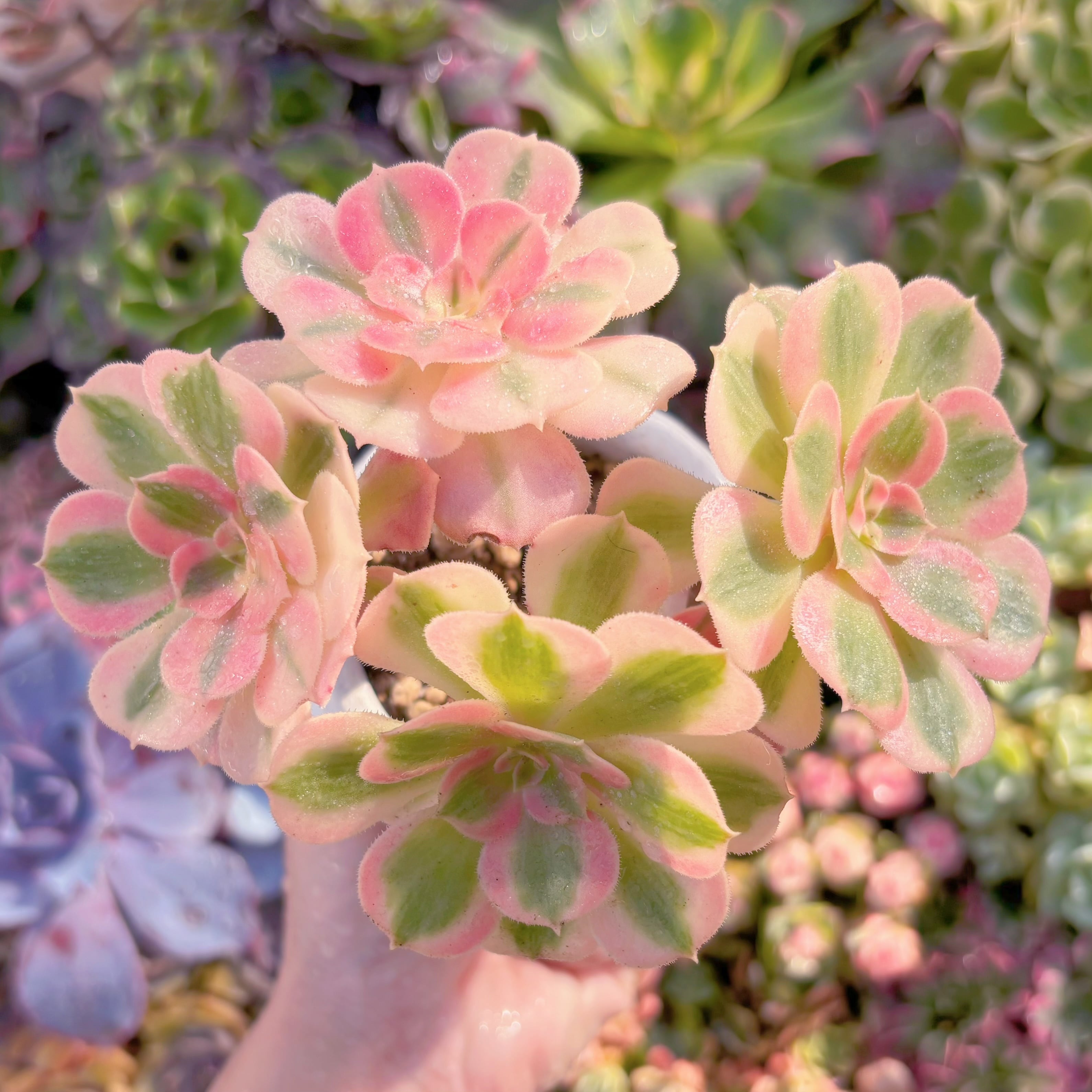 現品　アフラダイティ#545　群生　るる農園