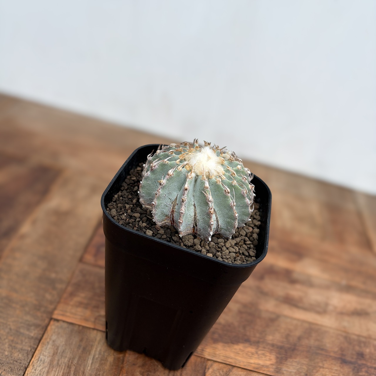 Geohintonia mexicana【ゲオヒントニア・メキシカーナ】