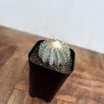 Geohintonia mexicana【ゲオヒントニア・メキシカーナ】