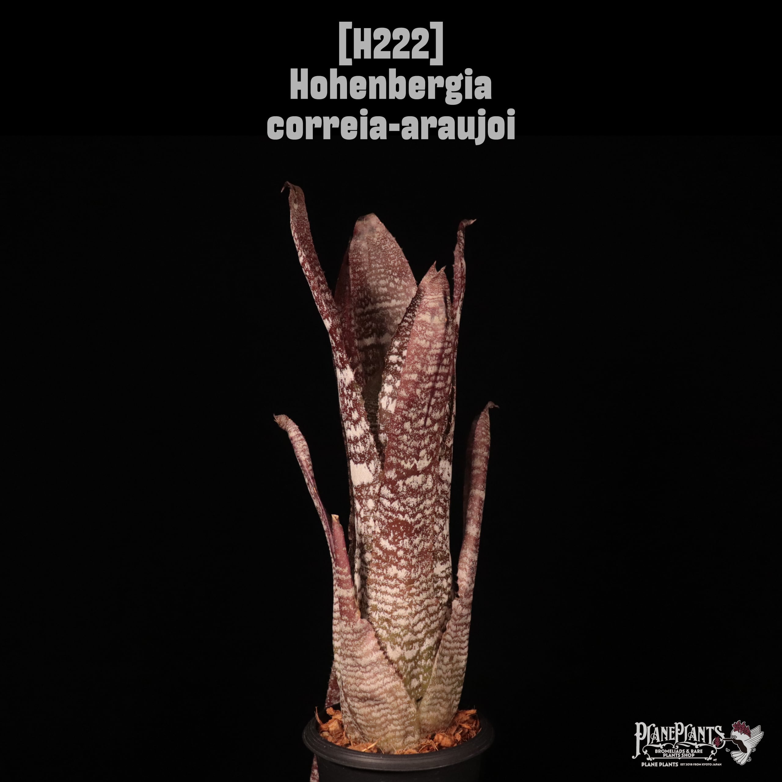 【送料無料】Hohenbergia correia-araujoi〔ホヘンベルギア〕現品発送H222