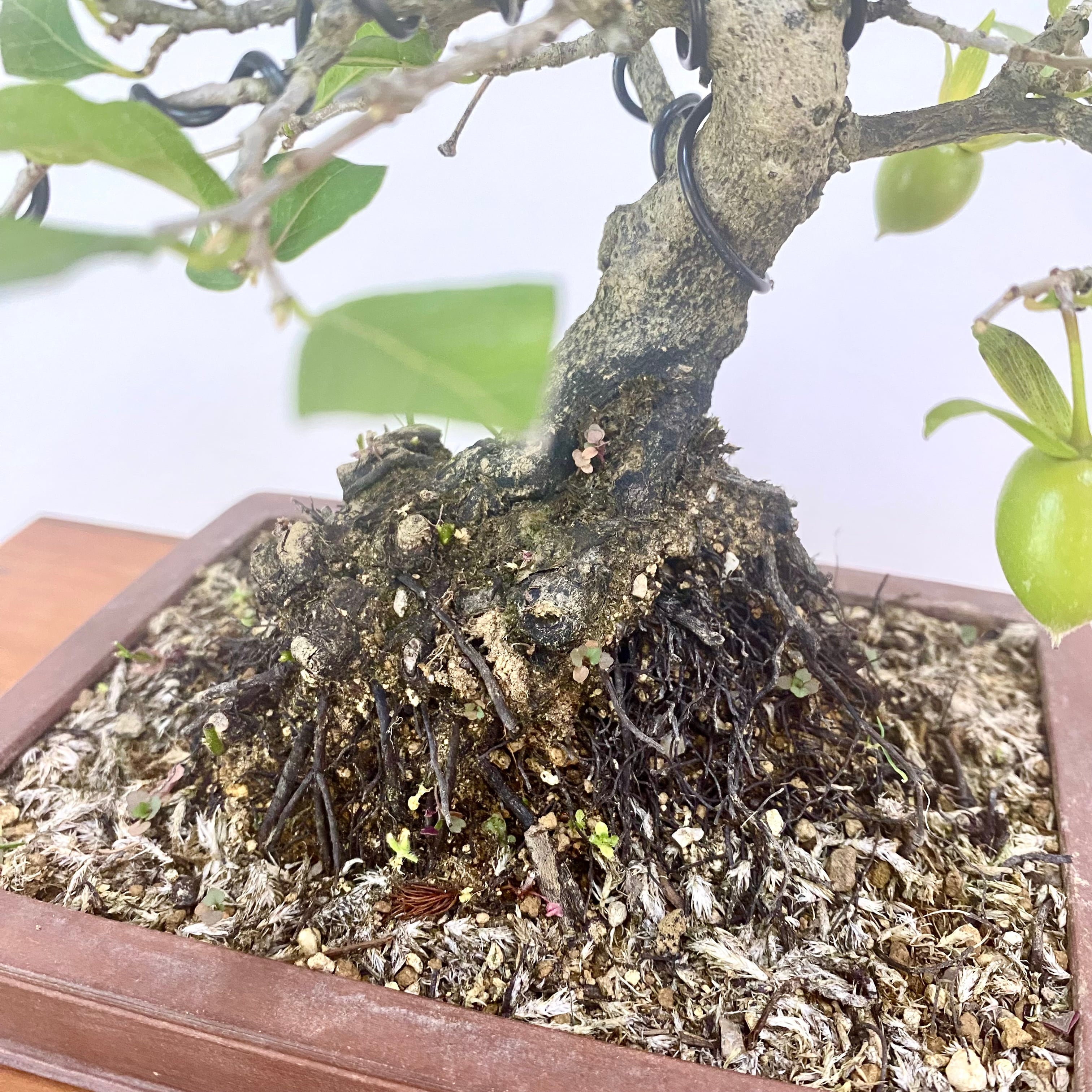 老爺柿(ロウヤ柿 高さ 30cm)ミニ盆栽 | BONSAI Labo ウエブ 老爺柿(ロウヤ柿 高さ 30cm)ミニ盆栽 | BONSAI Labo ウエブ