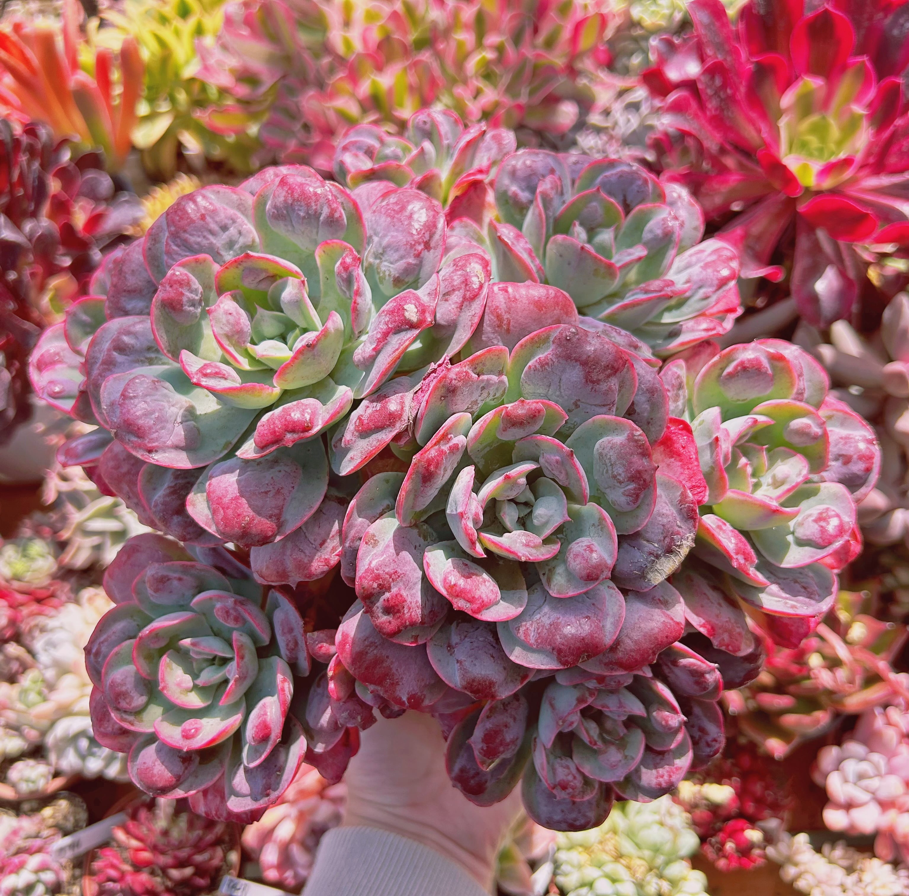 18096d4673027c68e7791735091706