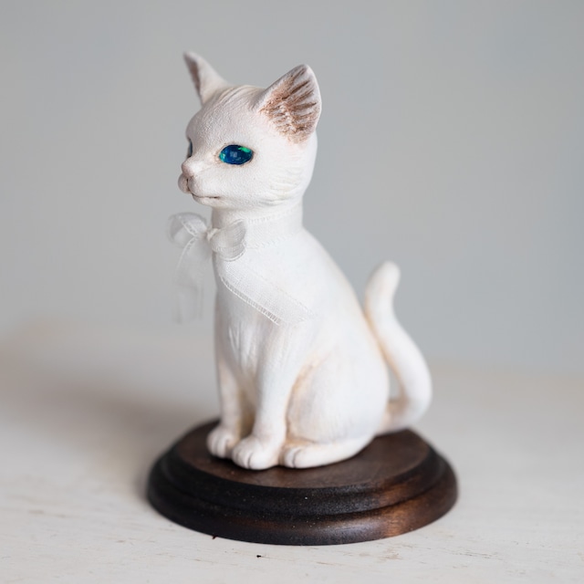 青眼の子猫