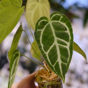 アンスリウム クリスタリナム × マグニフィカム⑥ / Anthurium