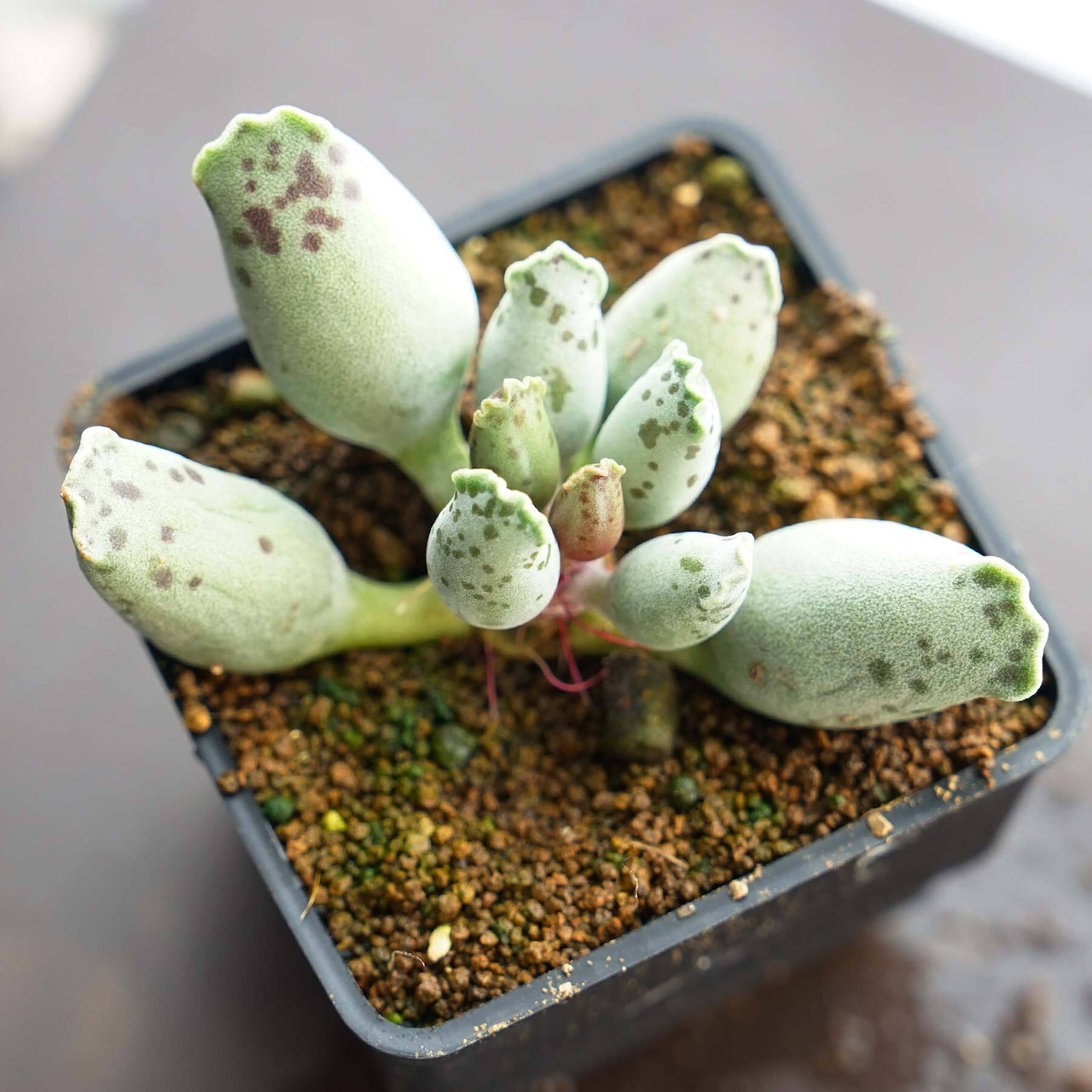 抜き苗 クーペリー フェスティバス Adromischus cooperi var.festivus