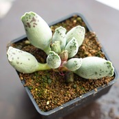 抜き苗 クーペリー フェスティバス Adromischus cooperi var.festivus