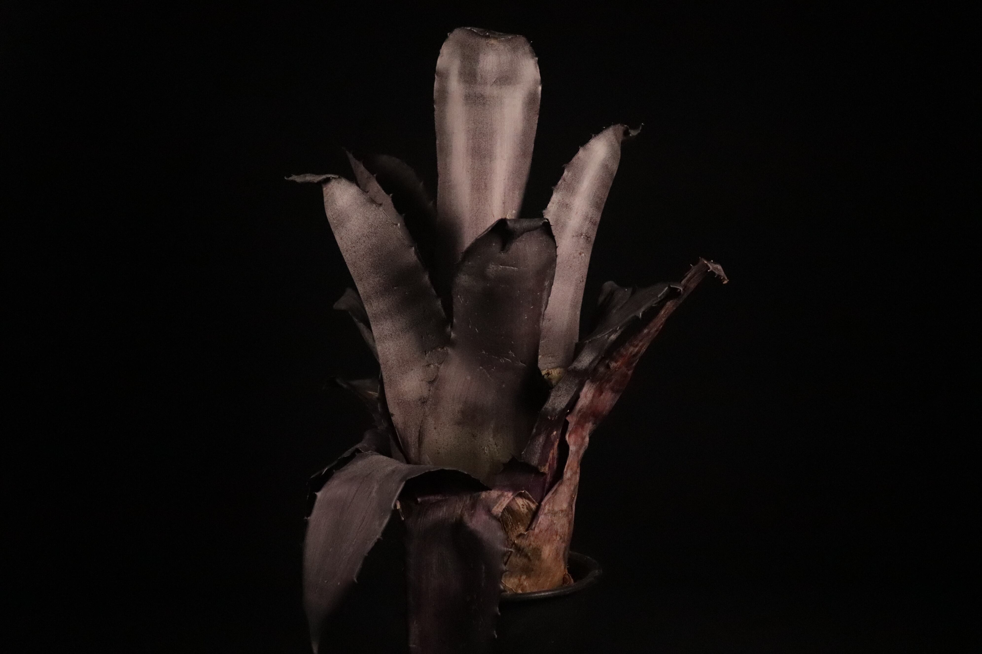 送料無料】 xHohenmea Psycho〔ホヘンメア〕現品発送H0115 | plane plants