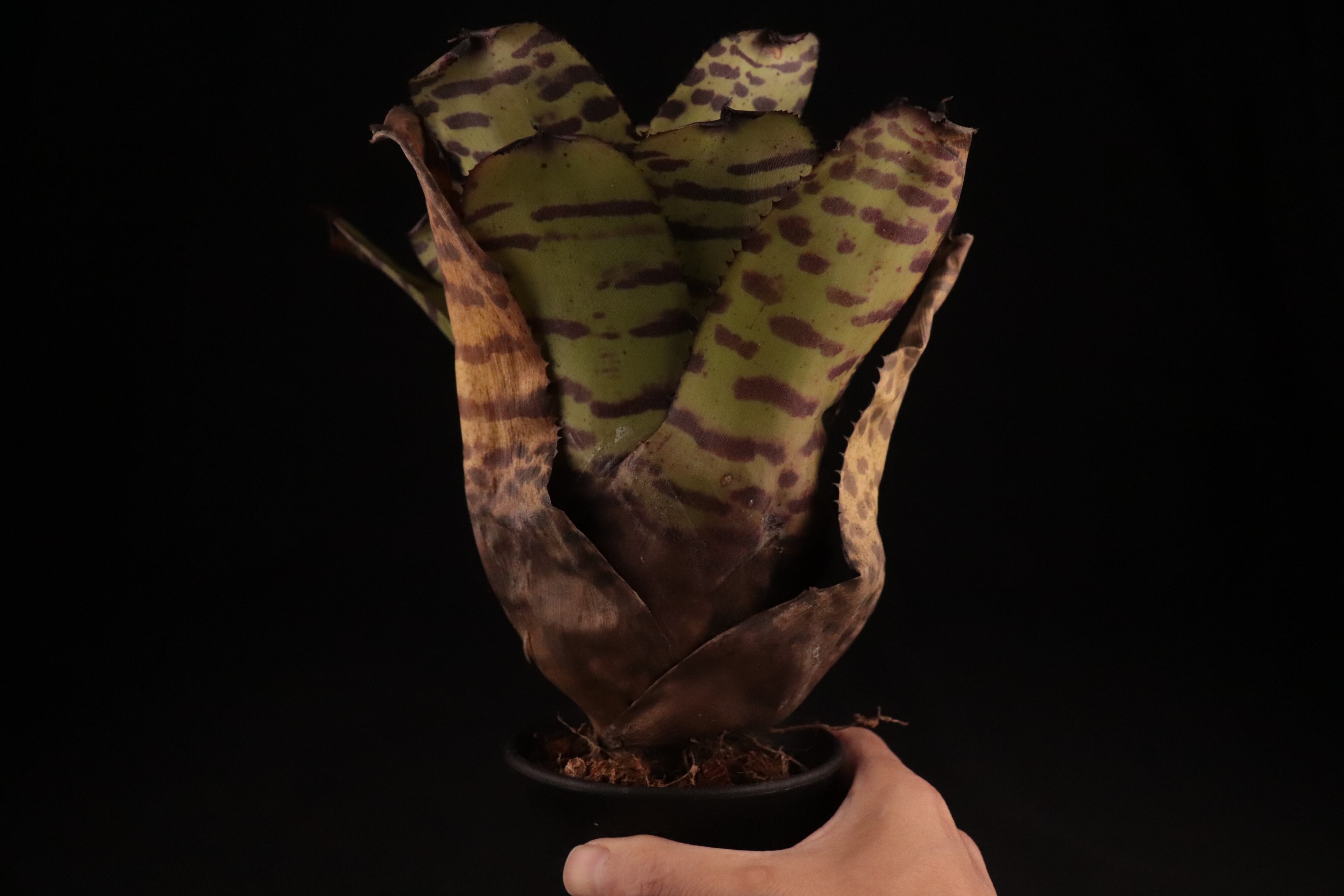 送料無料】Neoregelia 'Norman Bates' x 'Blushing Tiger