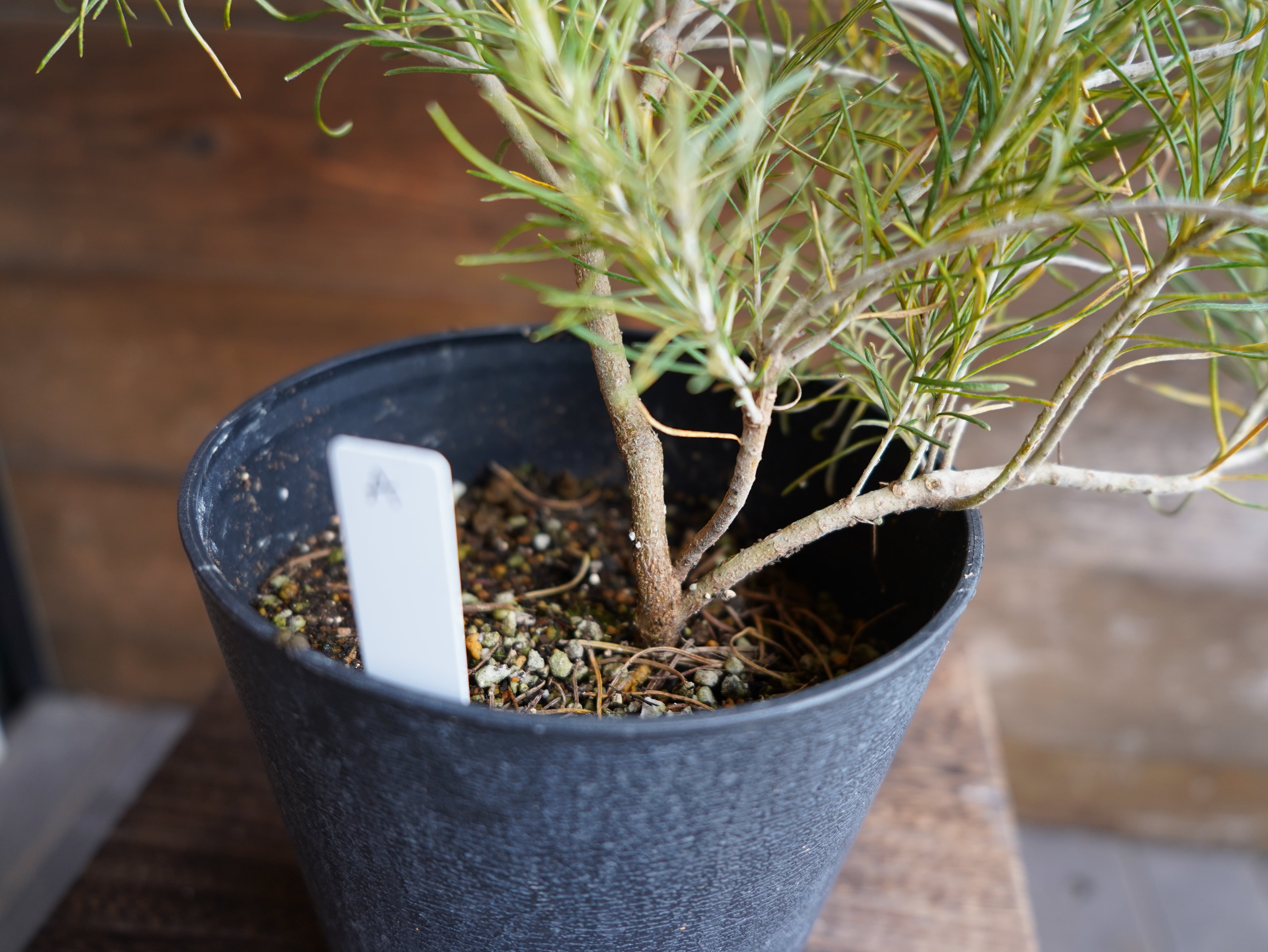 【現物】バンクシア ”レプトフィラ” A