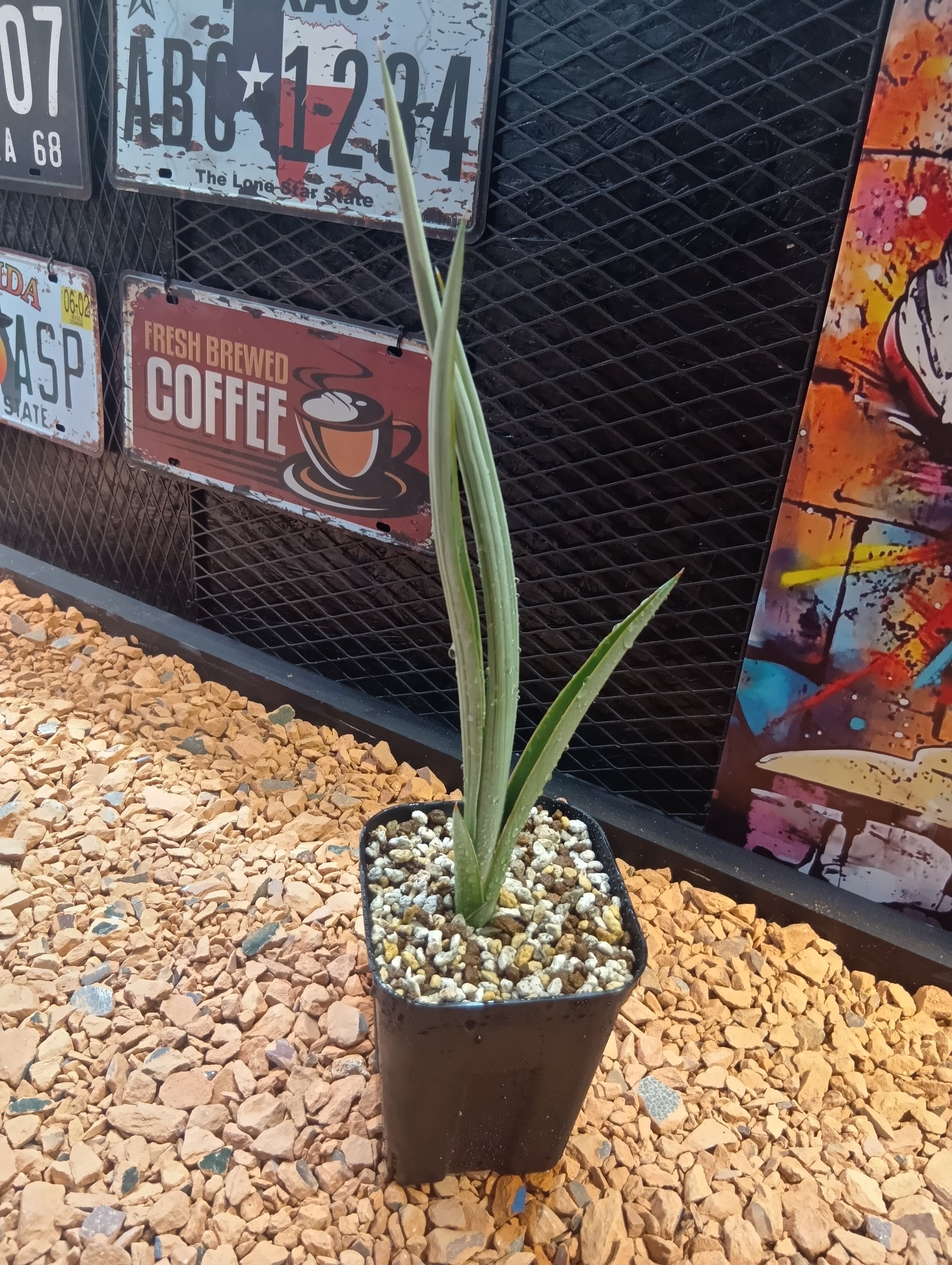 パキポディウム デンシフローラム 現地球 | Buenaplant