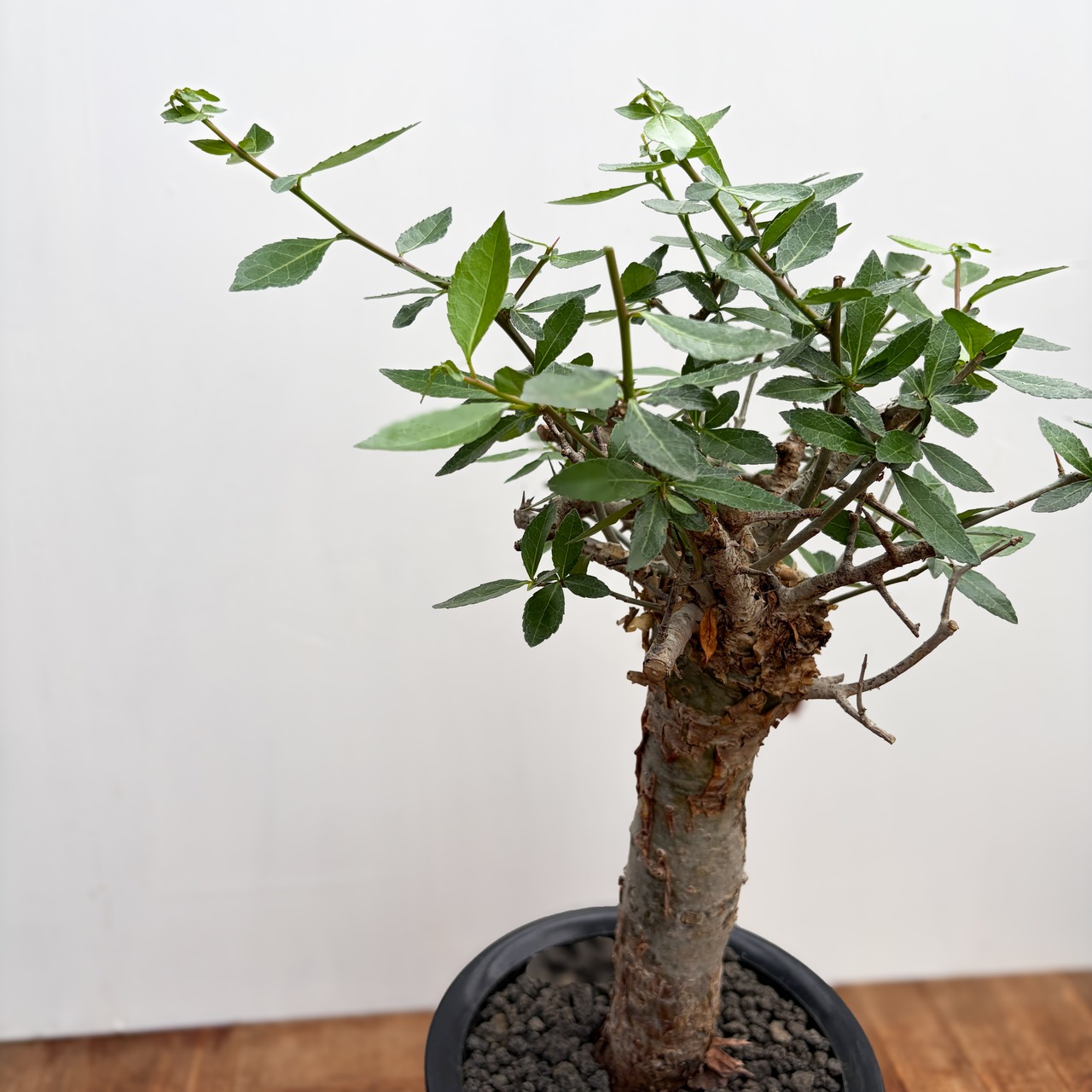Commiphora kua【コミフォラ・クア】