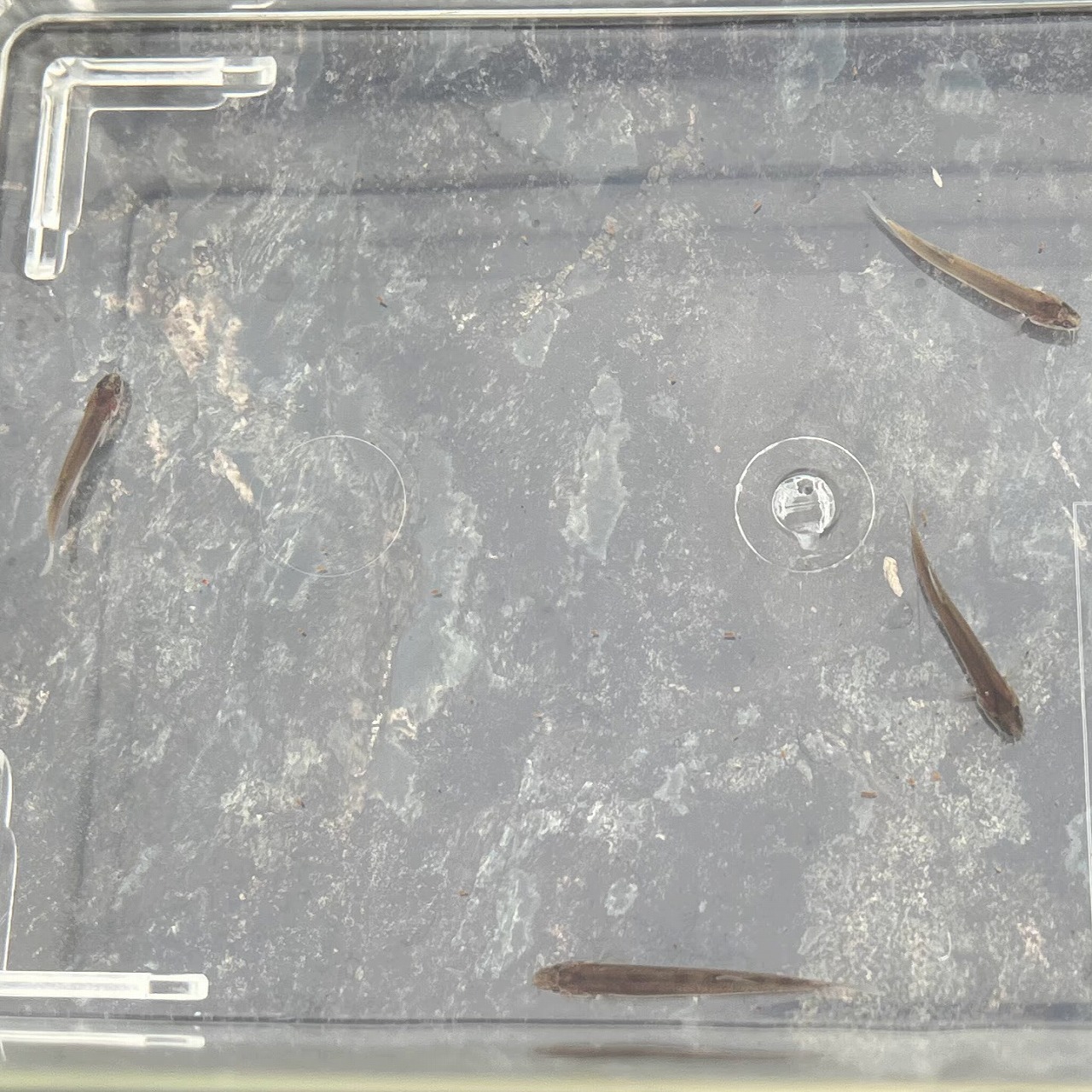 ※セット販売※（淡水魚）小さめ　ナガレホトケドジョウ　2～4ｃｍ±（3匹）【生体】